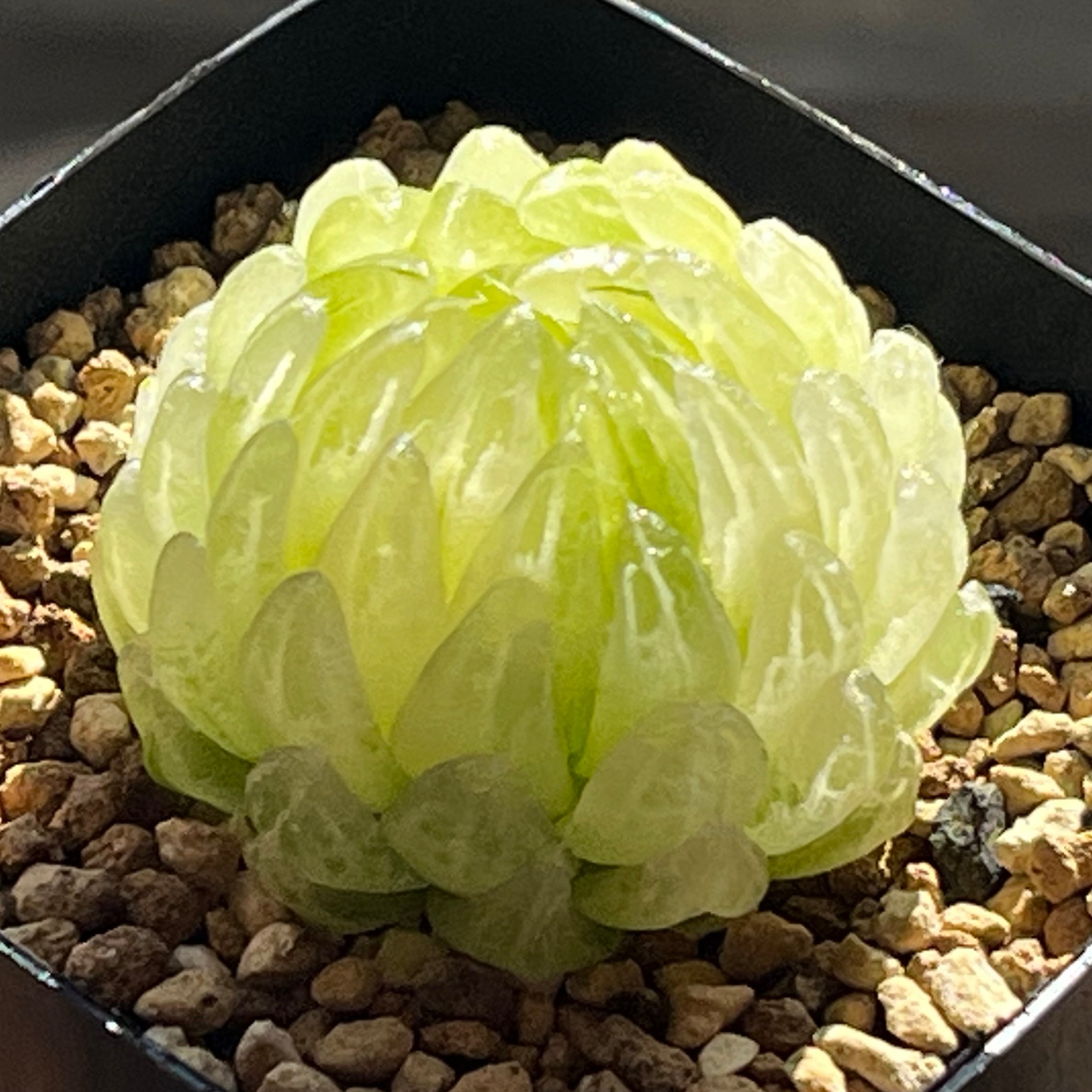 ハオルチア 三仙寿錦 | mocono_plants