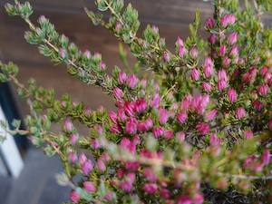 【現物】ダーウィニア "タクシフォリア"