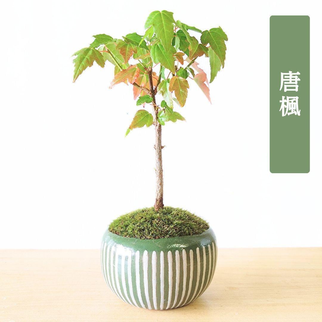 POTOCO 唐楓 カエデ 通天楓 観葉植物 陶器鉢 盆栽 小品盆栽 苔玉 | POTOCO