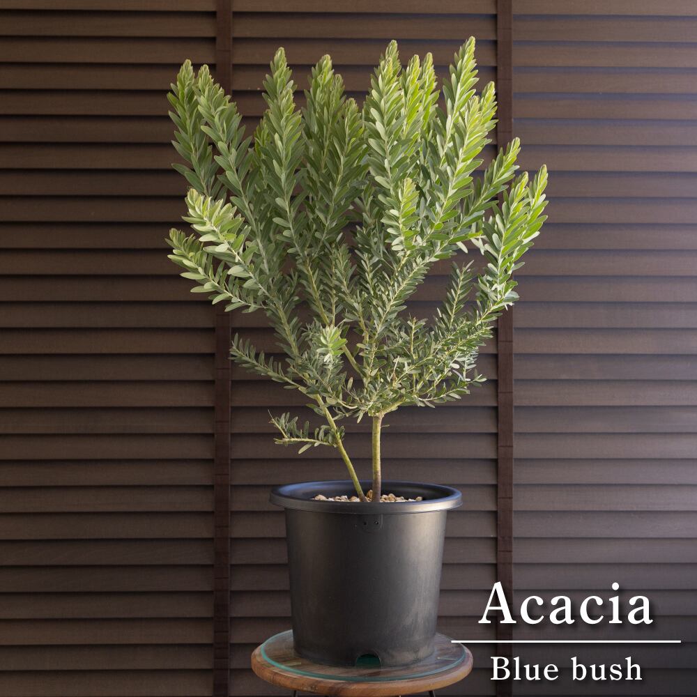 アカシア ブルーブッシュ 8号 Acacia Blue bush オージープランツ 庭木 植木 0530BK