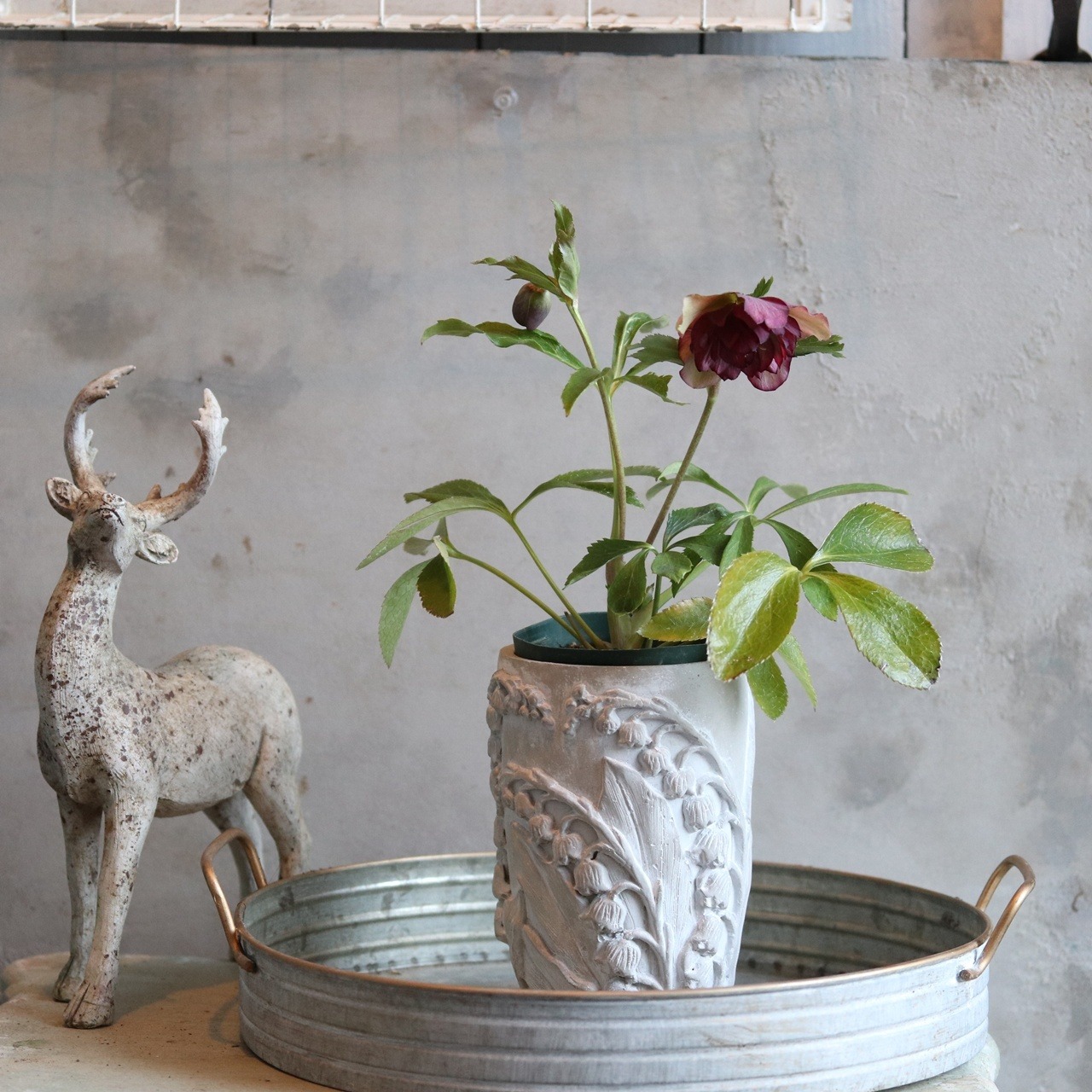 クリスマスローズ　 ハイブリッド八重咲き　ローズ　宿根草　庭、花壇にオススメ　寒さに強い　切花にも使える　