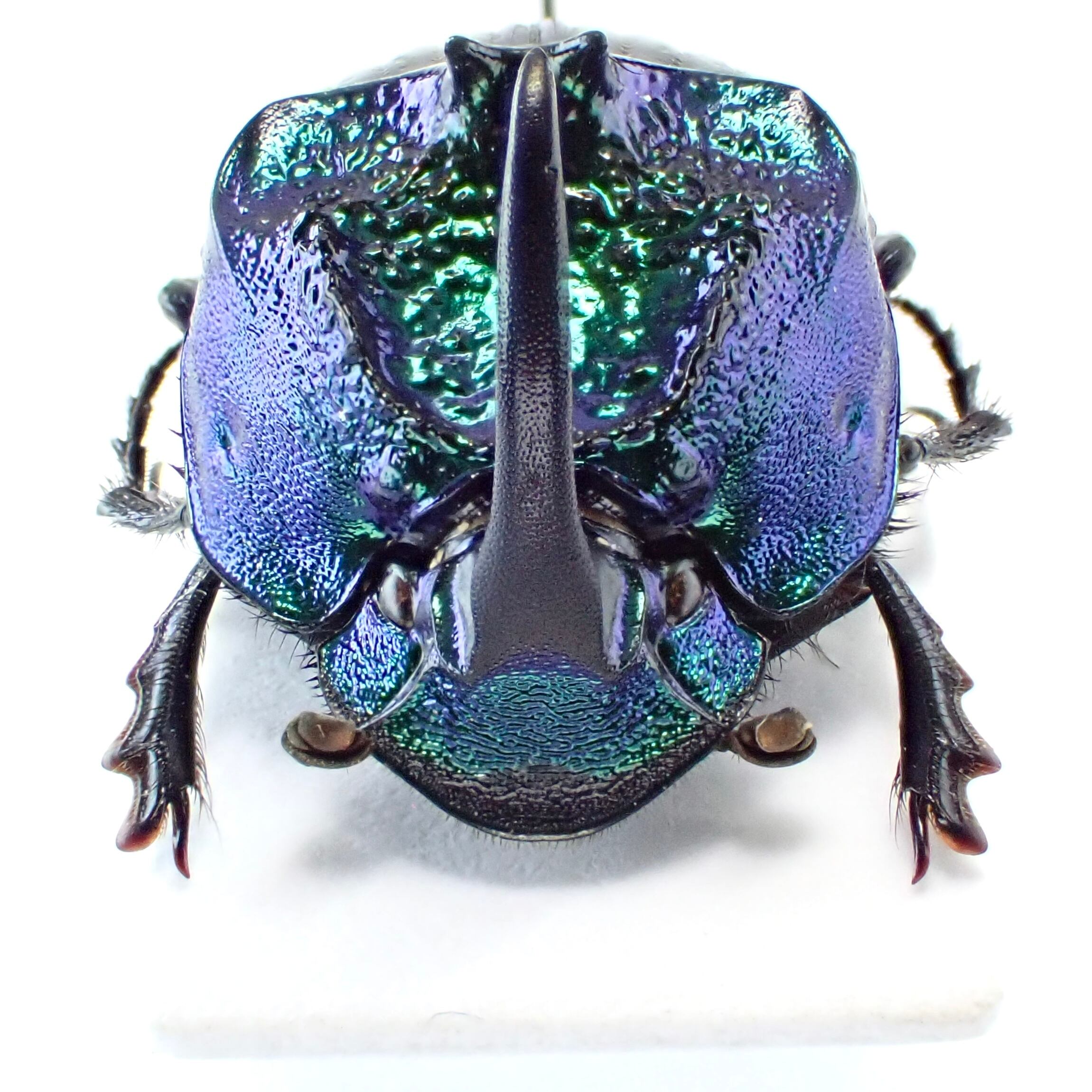 メキシコ産 Phanaeus furiosus ♂ 15mm 青緑 | 昆虫標本 Diggers & Rollers