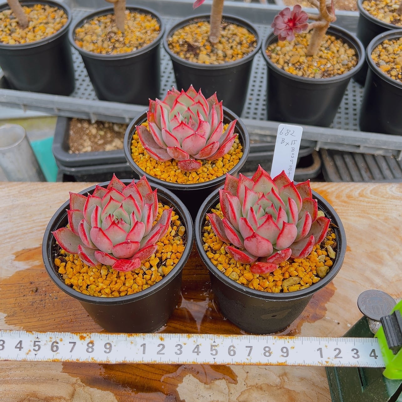 新色 カタチ製作所 ブーケ bouquet 植木鉢 新色 塊根 多肉 Mサイズ 多肉植物 ブーケ bouquet 大 レア苗 韓国苗 超美苗 #682 | PAY ID