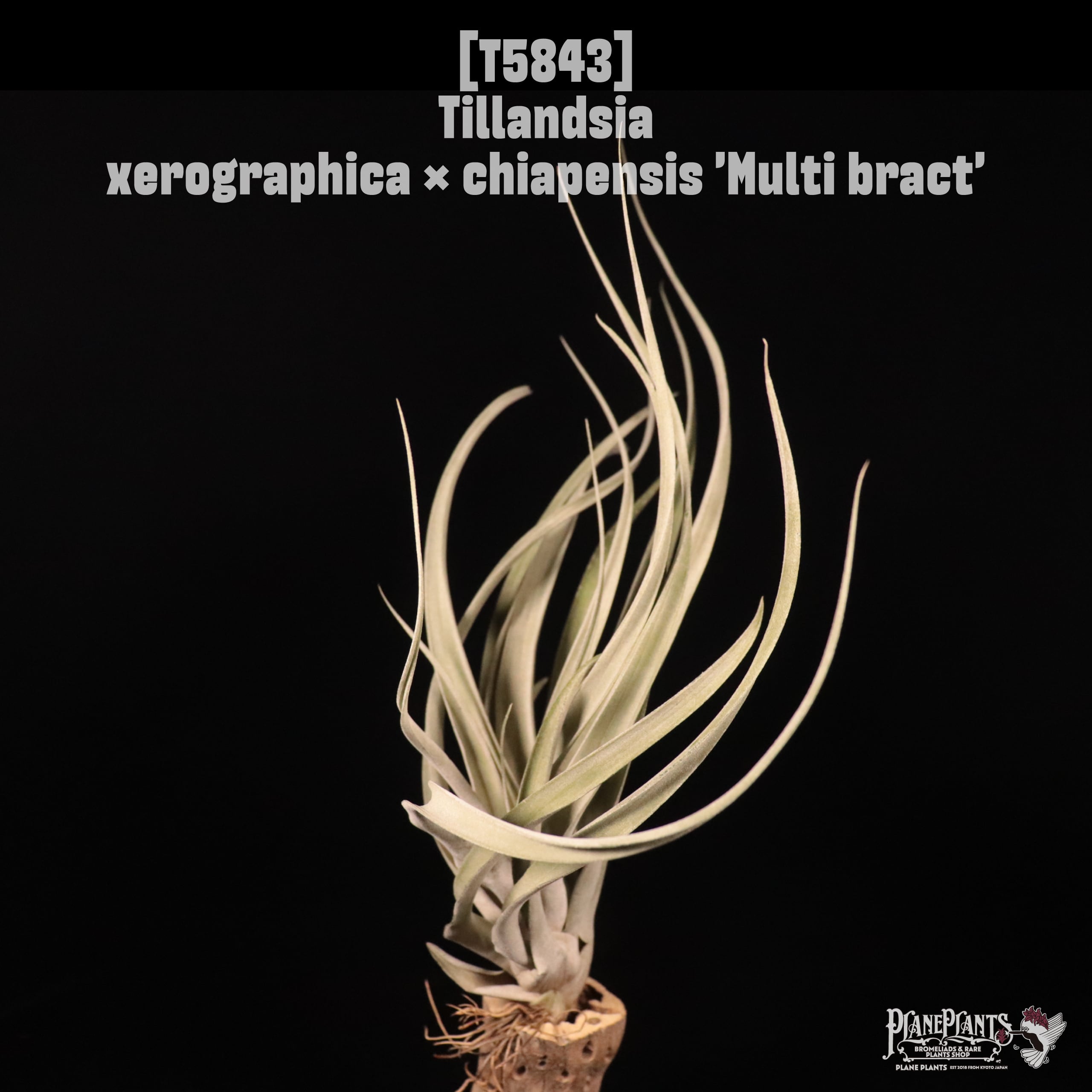 □ TILLANDSIA IMPORT [契約農園輸入株] | plane plants