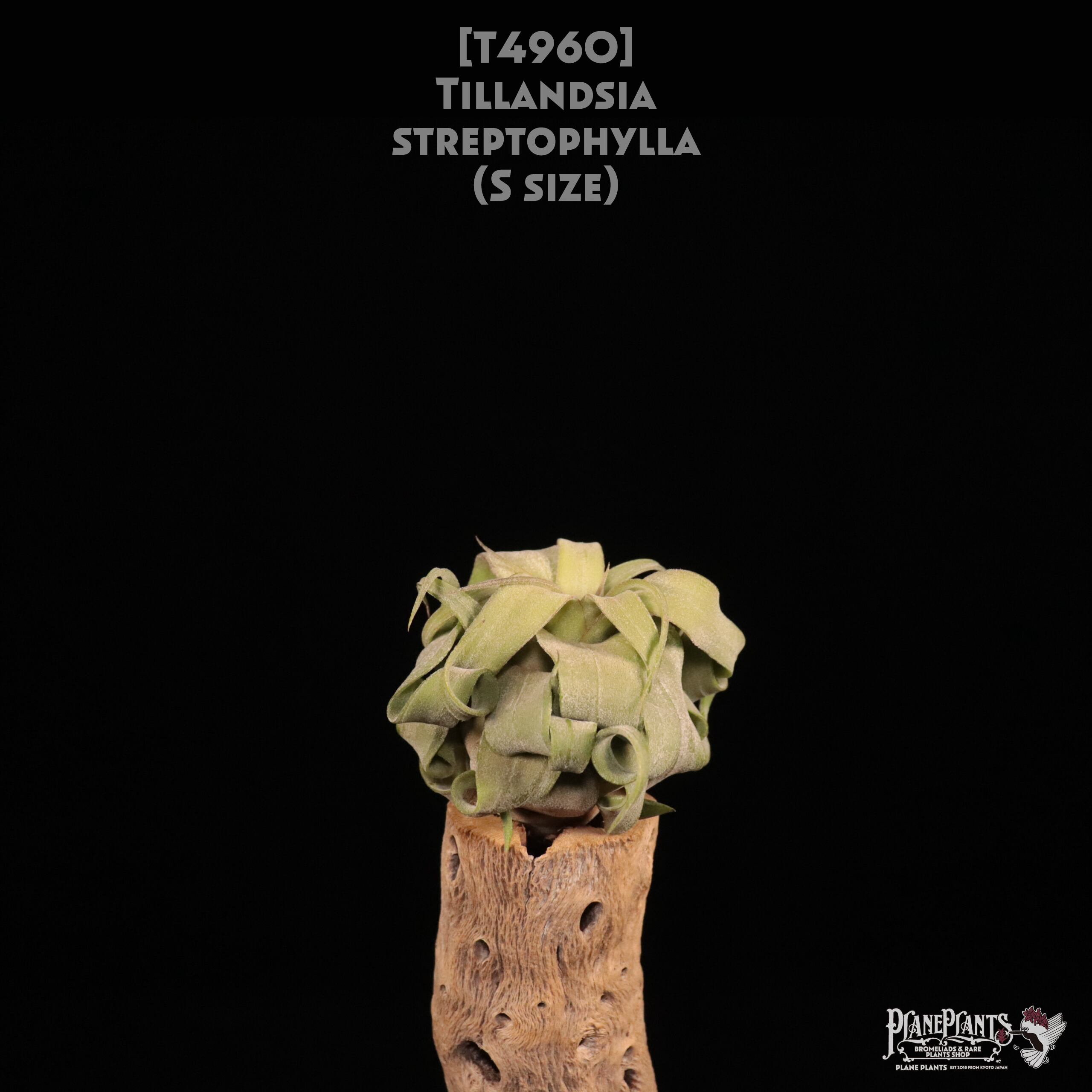 【送料無料】streptophylla S〔エアプランツ〕現品発送T4960