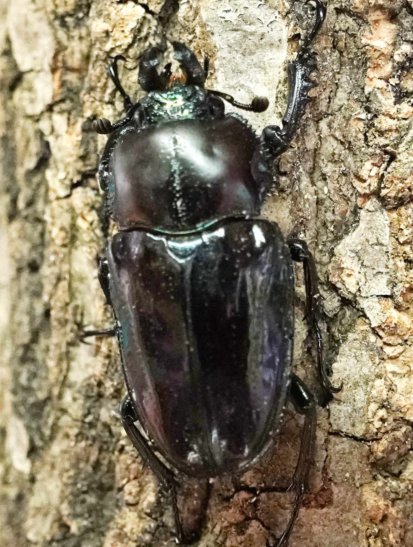 クワガタ幼虫 ニジイロクワガタ パープル系統 2匹 ペア 飛騨無垢屋