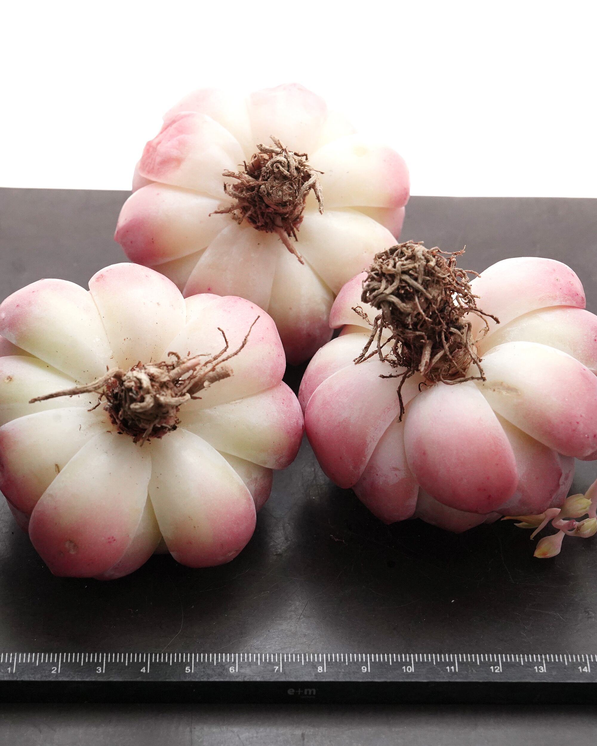 カット苗 ピンクロマンス 【日本初上陸？！】 Echeveria 'Pink Romance