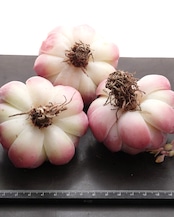 カット苗 ピンクロマンス 【日本初上陸?!】 Echeveria 'Pink Romance'