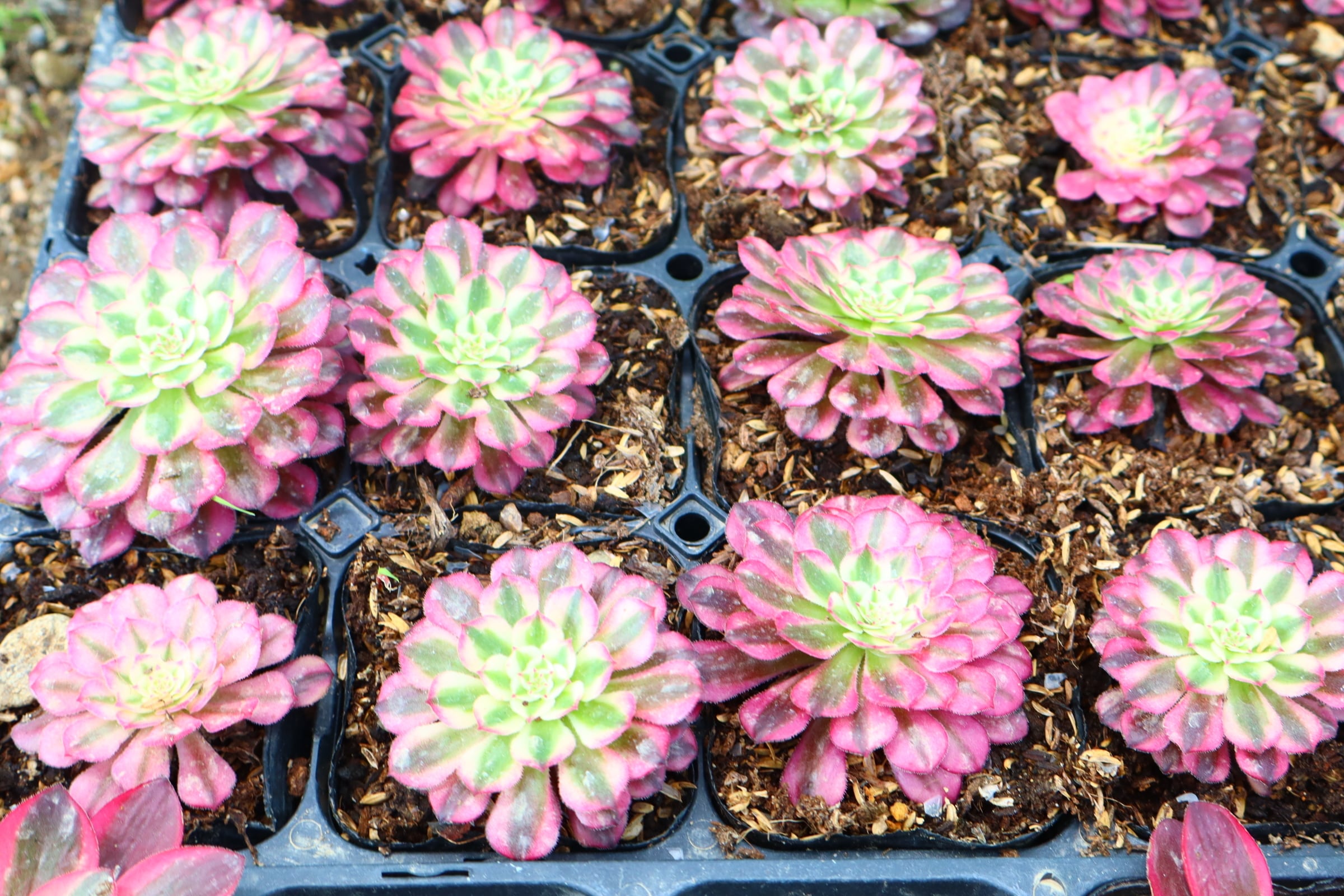 アエオニウム・アリス斑入り（大） 予約用 アエオニウム・アリス斑入り（特大） | 二代目大和高原の