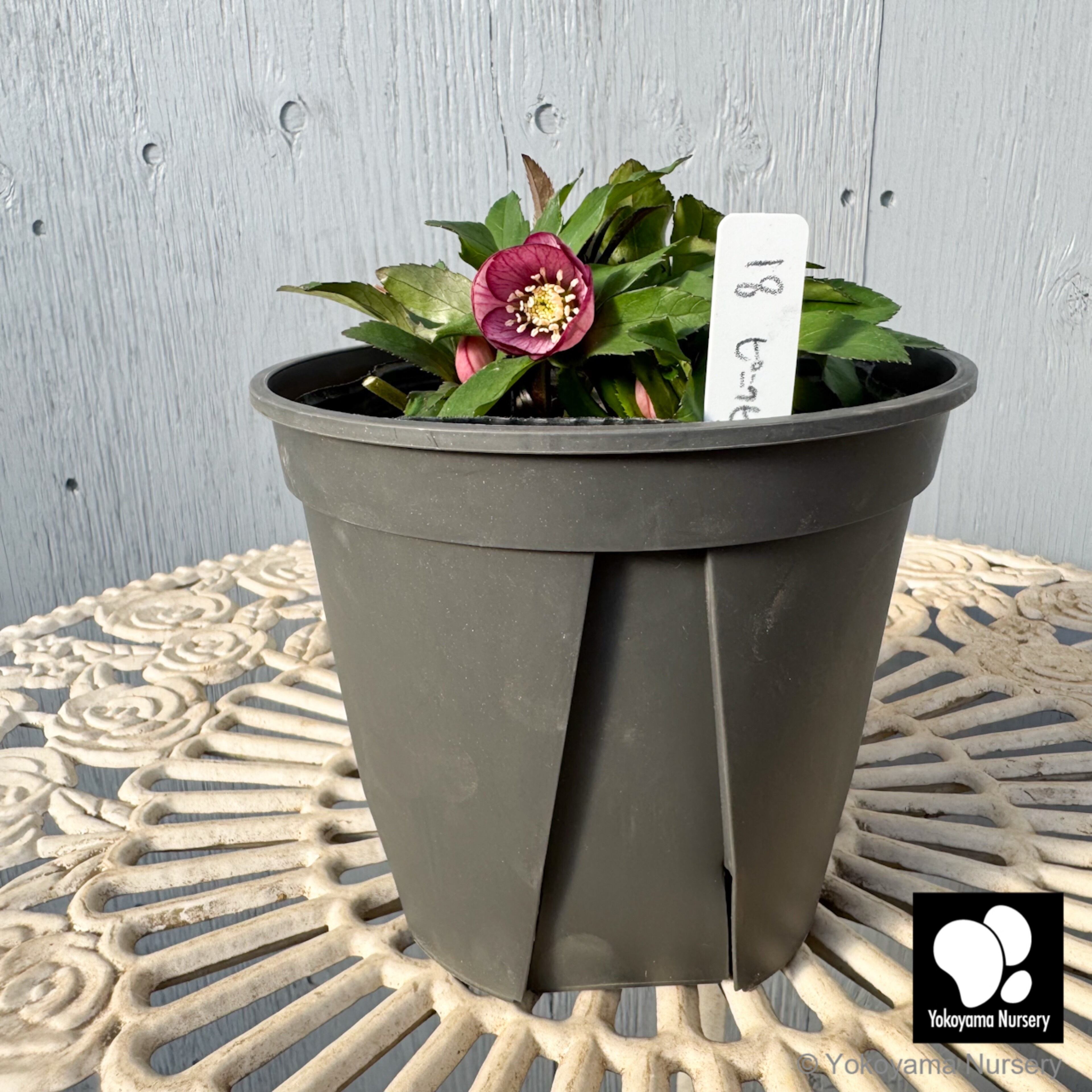 【little beast Phantom】クリスマスローズ　ムルチ系株分け little beast Phantom】クリスマスローズ ムルチ系株分け