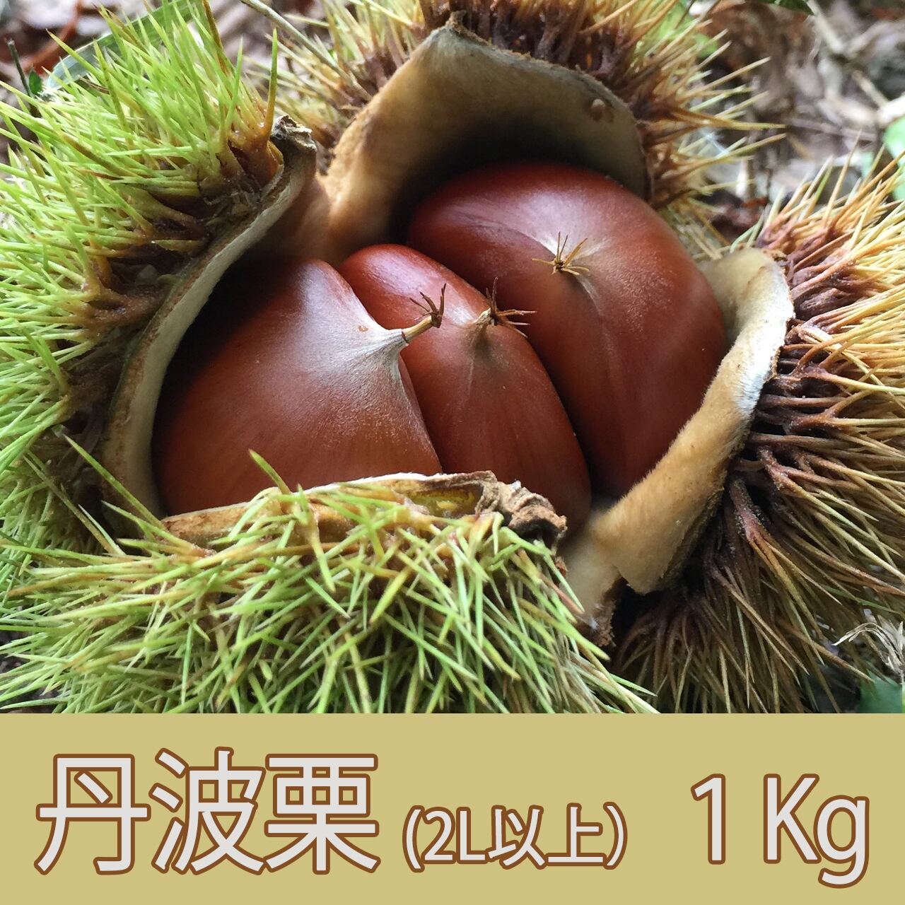 フラワーオブライフ ほんわカイロ(大)♡丹波篠山こしひかり ぺんぺん草