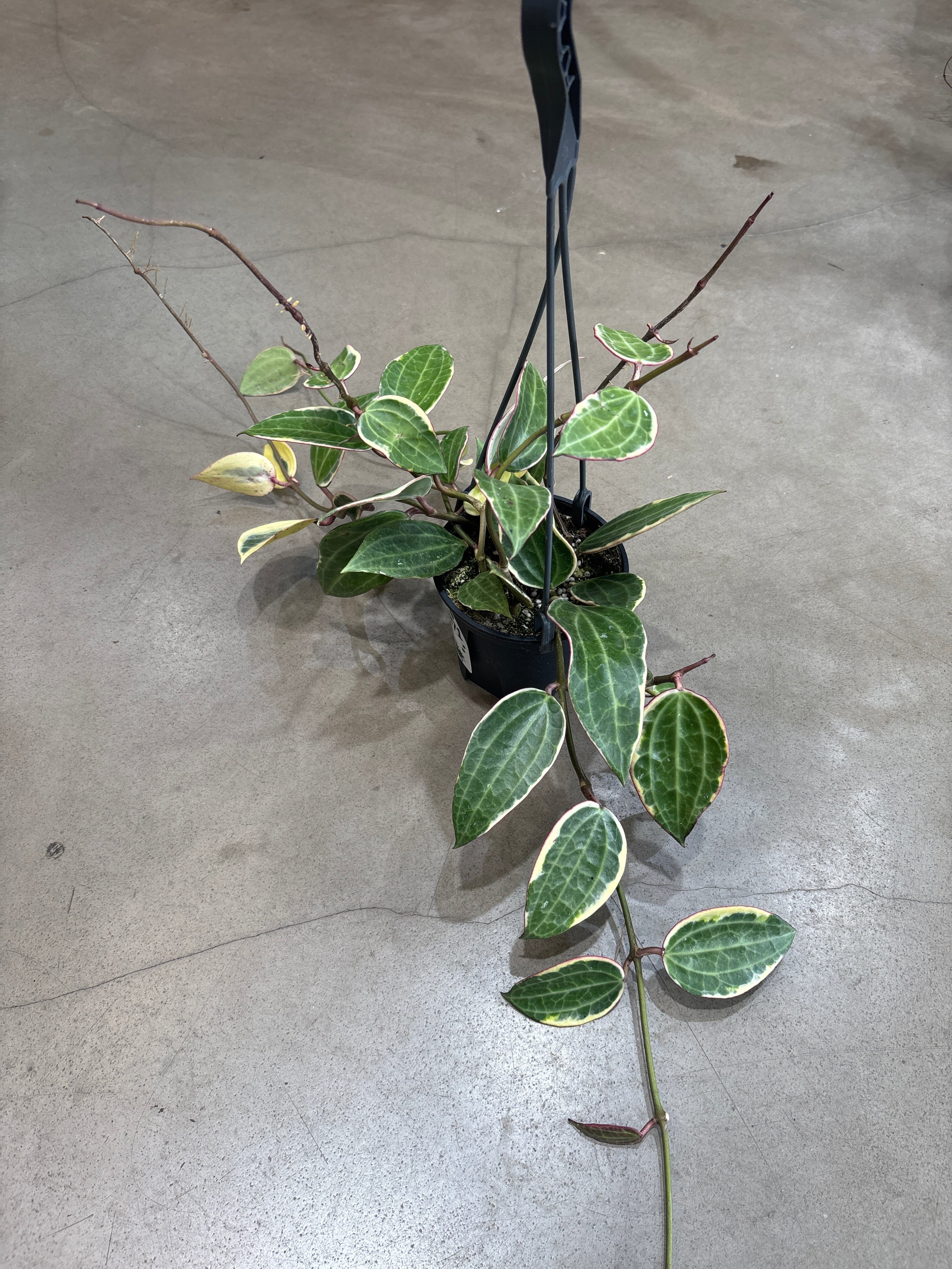 A ホヤ マチルダ バリエガータ | MIDORIYA 観葉植物専門店