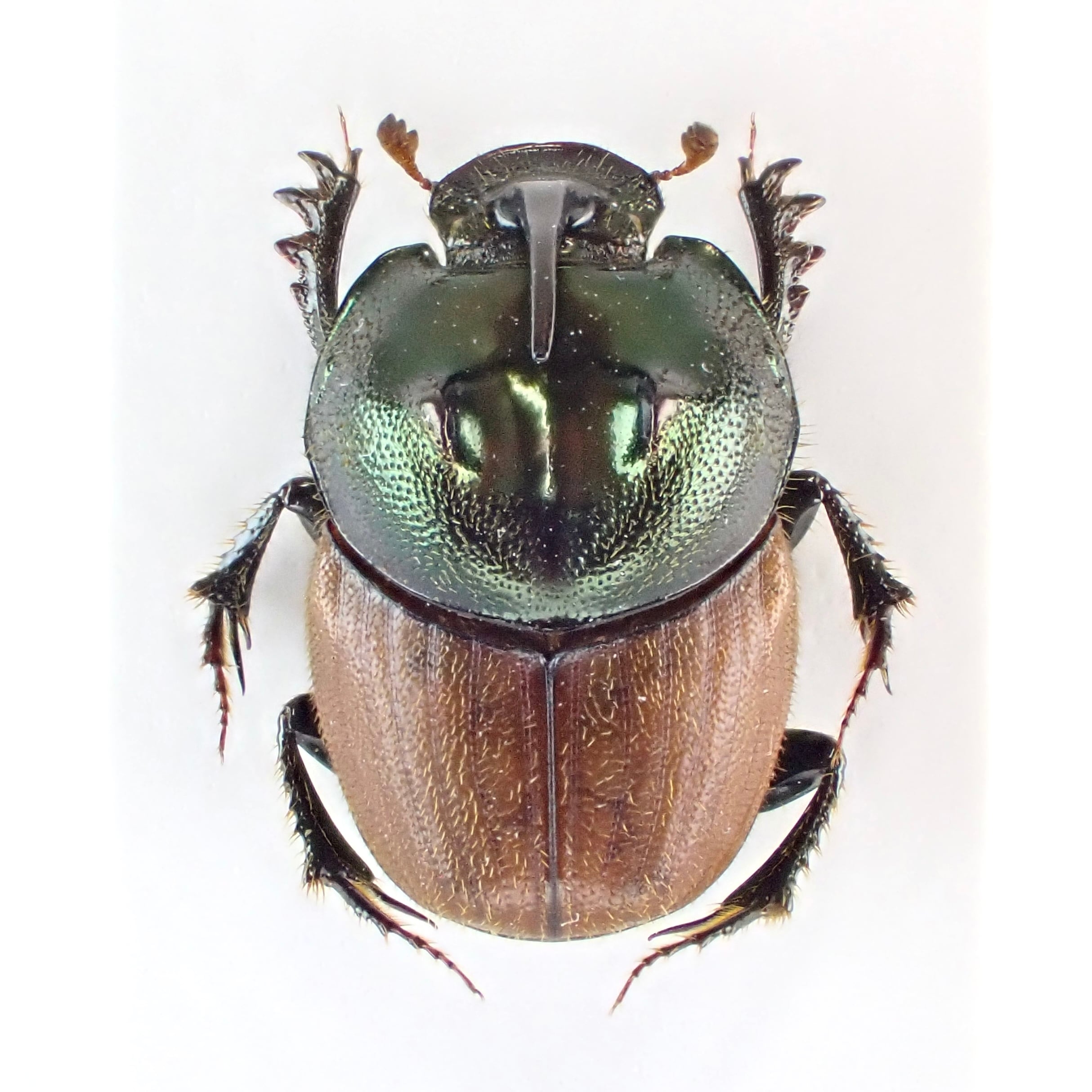 タンザニア産 Proagoderus sp. ♂♀ 9mm/9mm | 昆虫標本 Diggers & Rollers