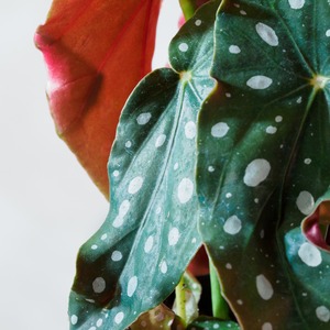 ベゴニア マクラータ  3.5号鉢 【No.0071～No.0073】