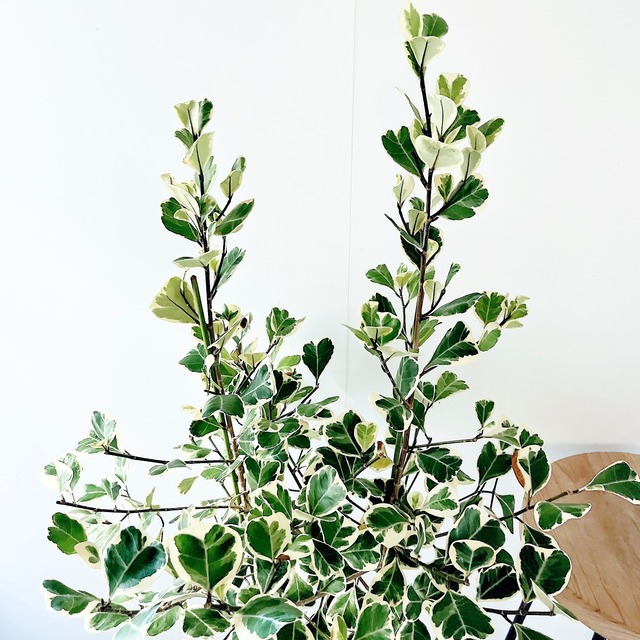 【再入荷】フィカス スウィートハート 2株植え 登録品種 観葉植物 calm cafe