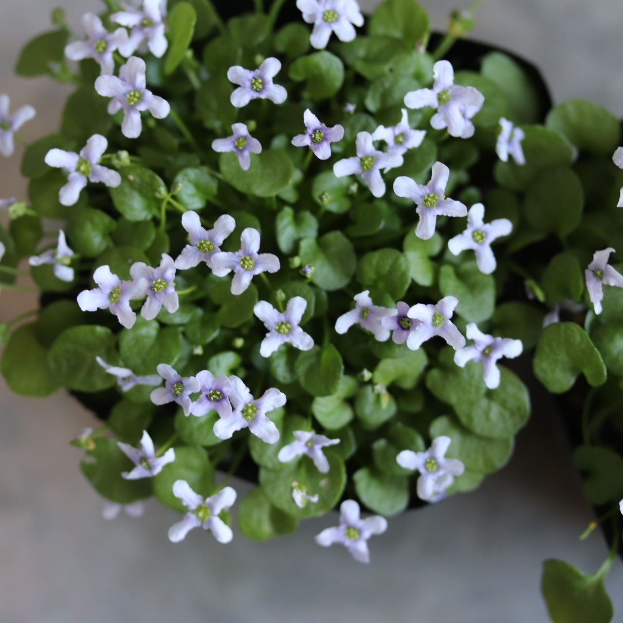 イオノプシジューム　バイオレットクレス　小さなお花　横にひろがる　寄せ植えにオススメ