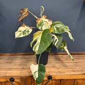 【クリアランス】モンステラ ホワイトタイガー (ボルシギアナ)【549】