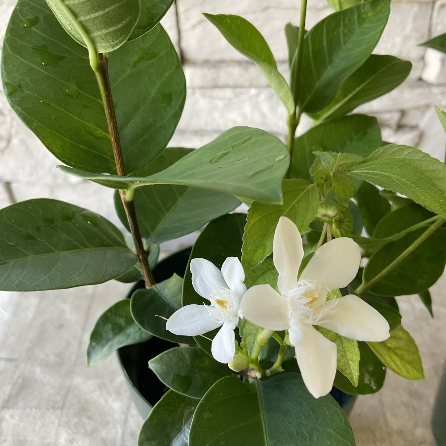 スモークツリー 白花 接木 6寸鉢 | 橋本種苗園