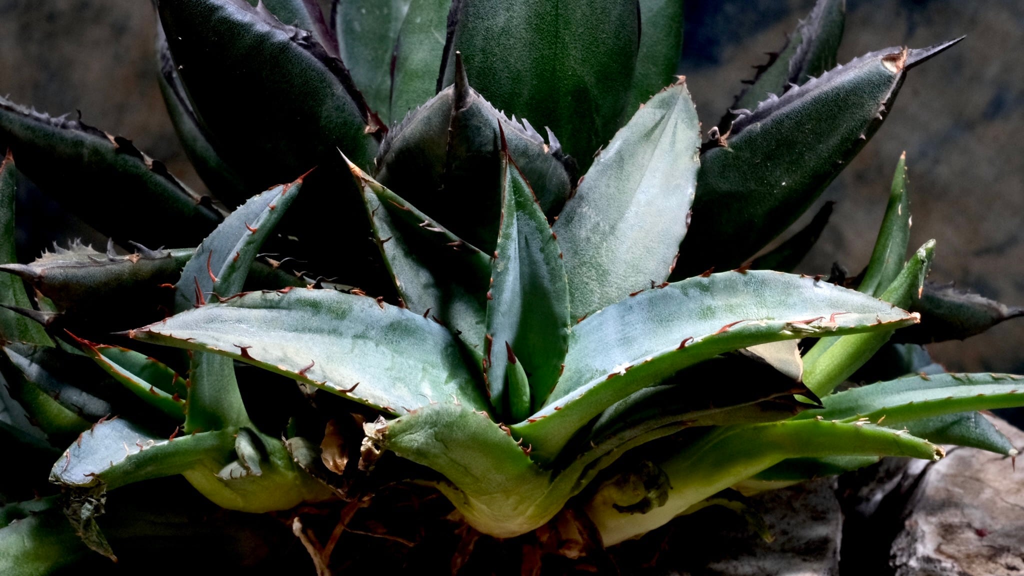 Agave Wabi hybrid 笹の雪x甲蟹（子株）ф9cm | wabi