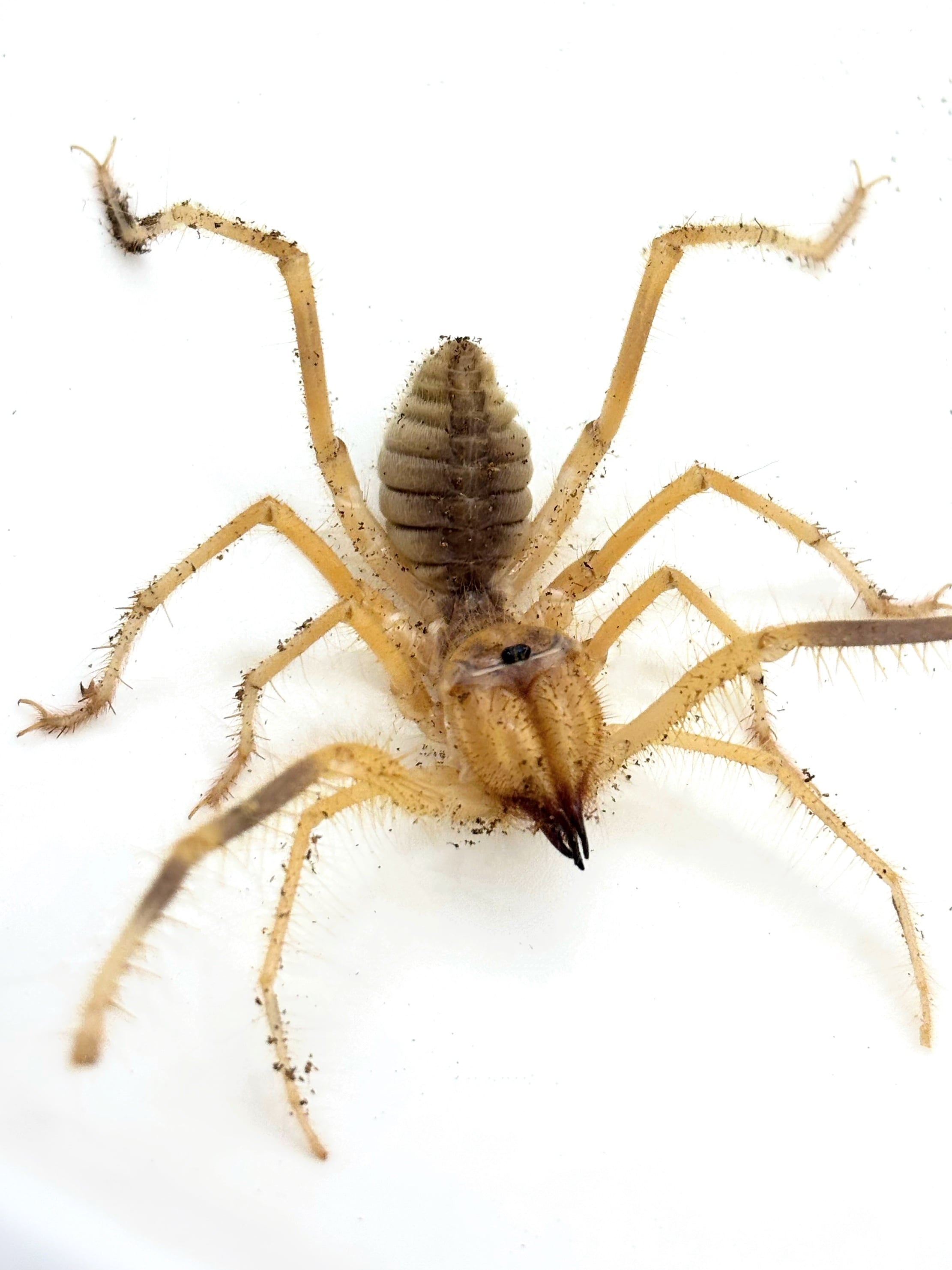 【珍標本】ヤエヤマスベザトウムシ 昆虫標本 スパイダーマンティス ヤエヤマスベザトウムシ 1匹 | まるころ商店〜まるくてころころした