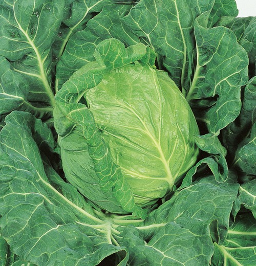 キャベツ 「金系201号」（2000粒） 画像