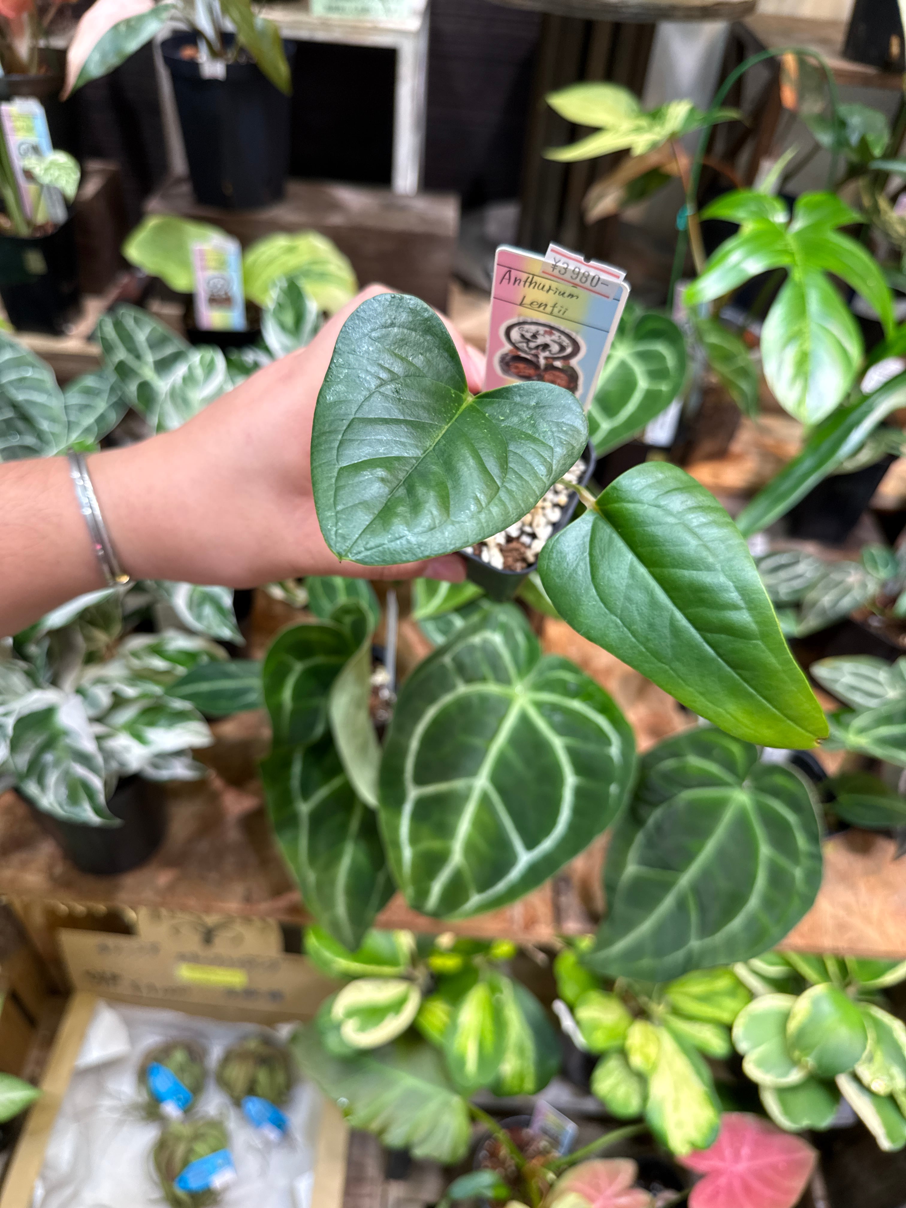 【お問合せ・確認用】植物全般（多肉、球根、水草、熱帯植物等） Gardenえん 【観葉熱帯植物】