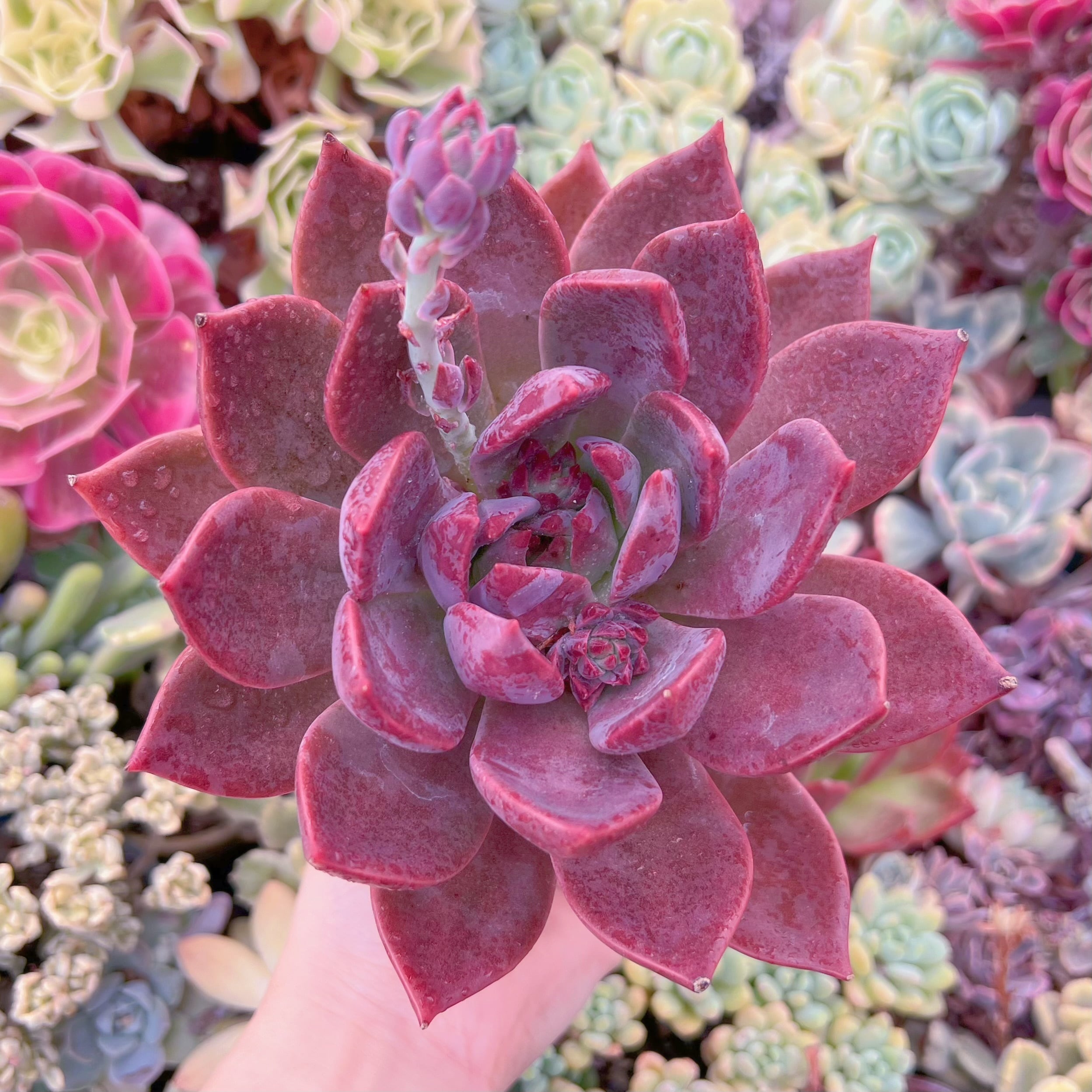 現品　唐雫#F227　大苗　るる農園