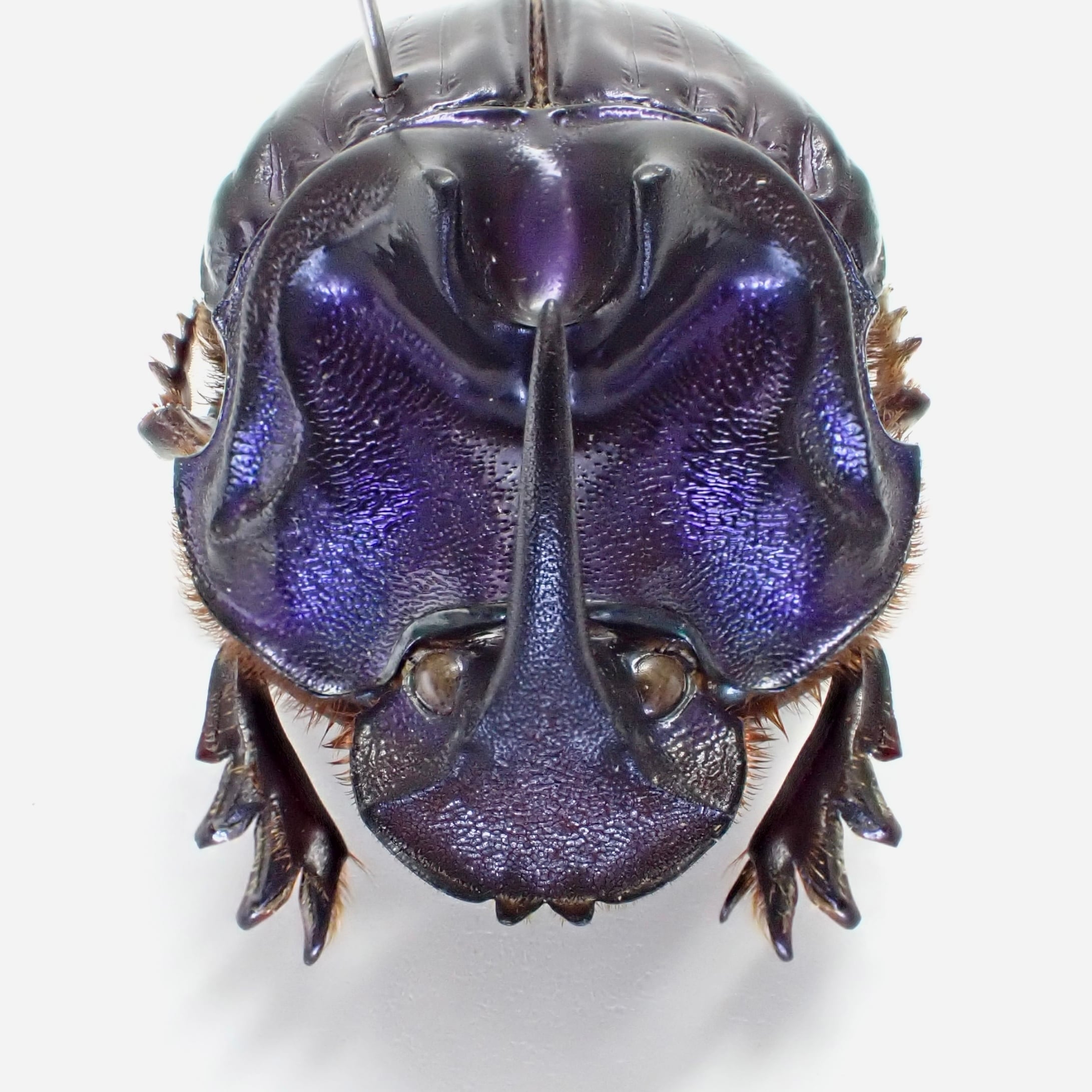 ケンランタマオシコガネ 緑色のフンコロガシは珍しい 標本