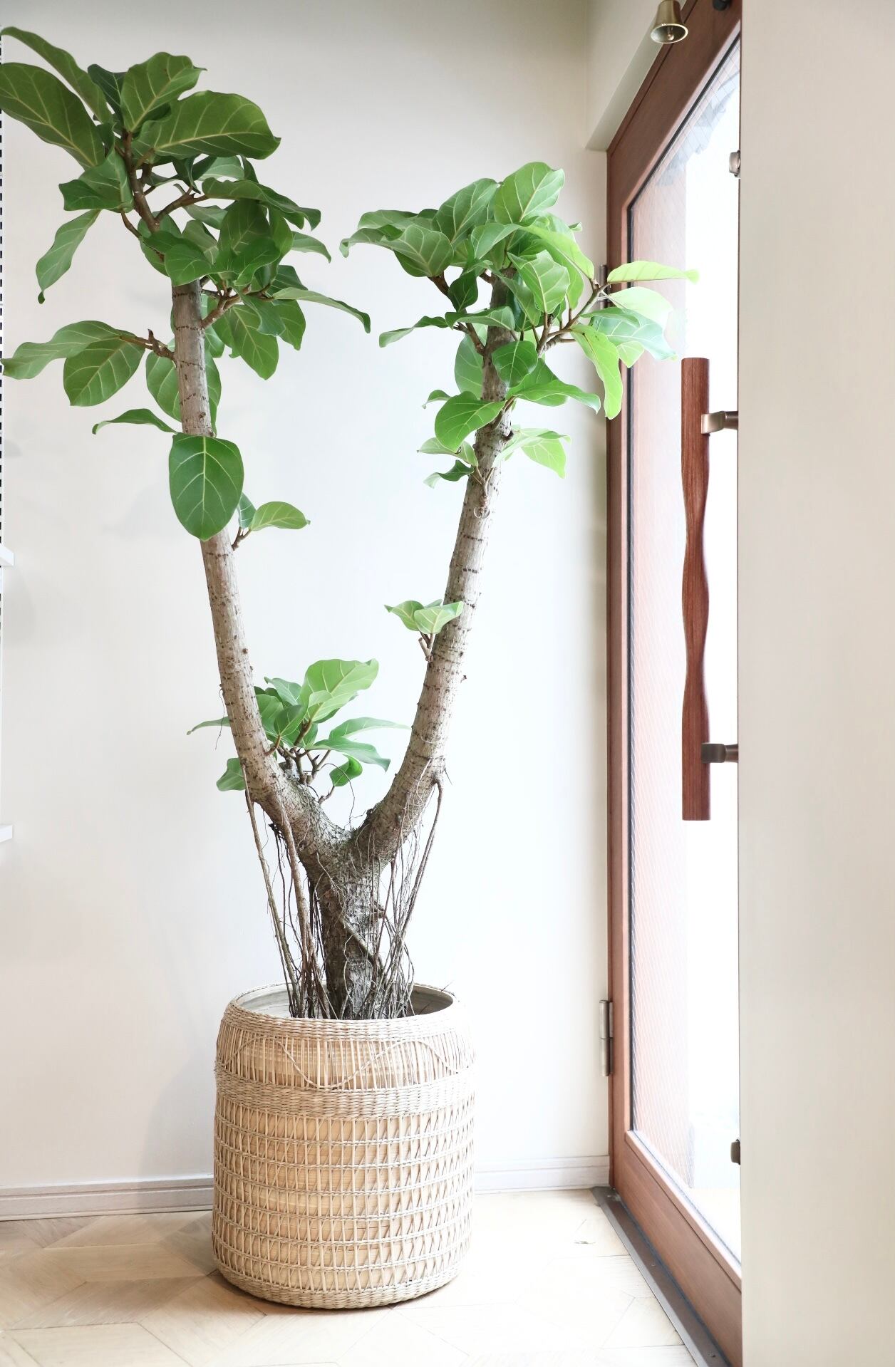 フィカス アフリカンプリンス 特大 引取り限定 観葉植物 都内近郊限定