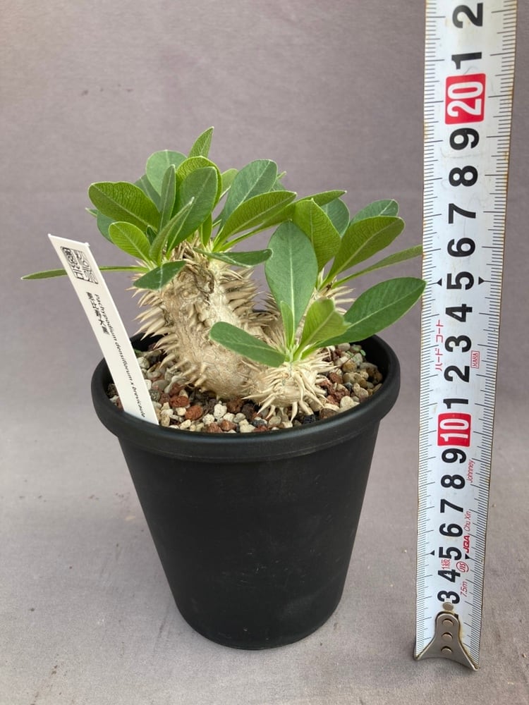 ヤトロファ・カタルティカ【錦珊瑚】※送料無料 | Pay ID