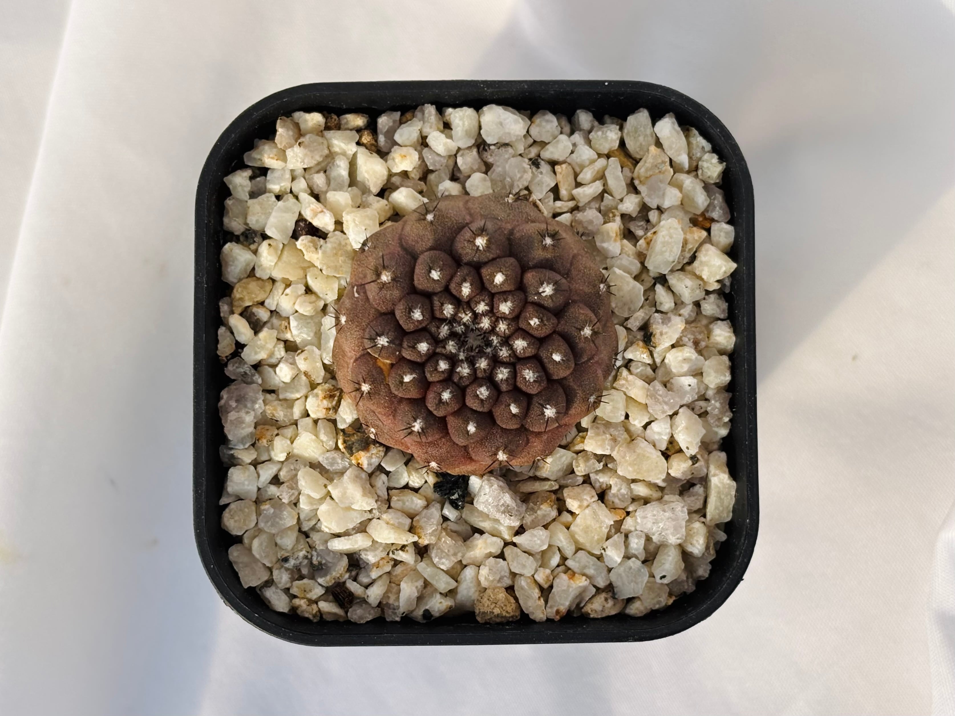 Copiapoa hypogaea コピアポア ヒポガエア サボテン | plants MARU