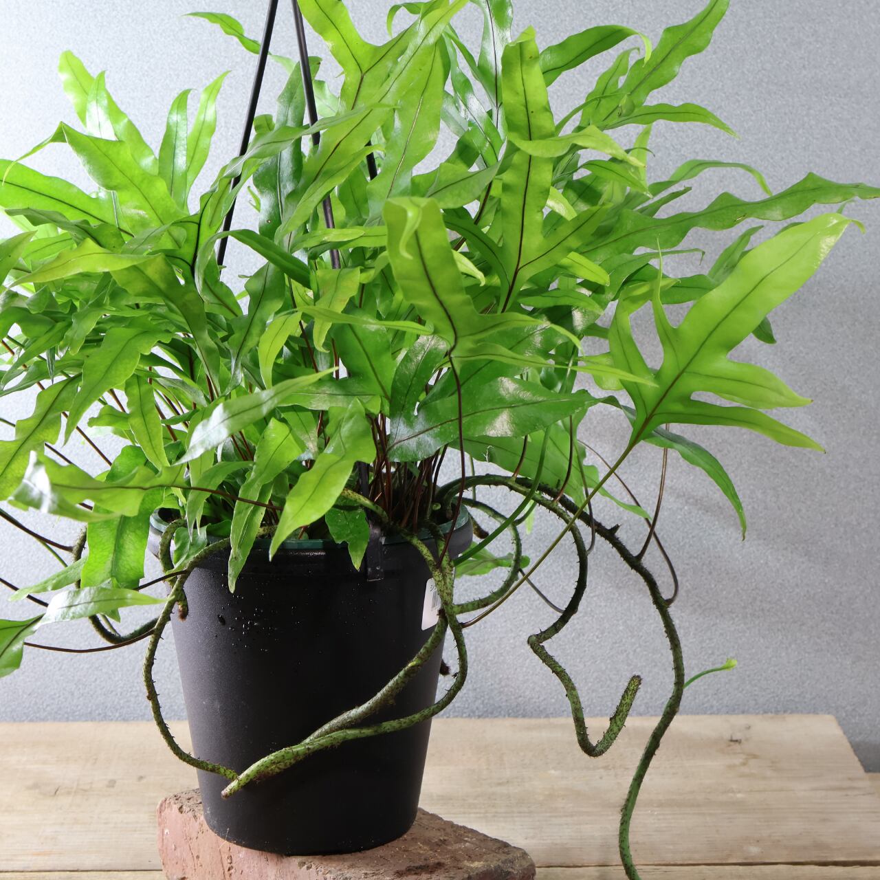474 根茎が魅せる『カンガルーファーン』吊り鉢 観葉植物【送料無料