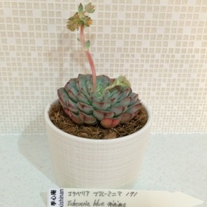 季心庵(kishinan) 多肉植物 エケベリア ブルーミニマ Echeveria blue minima 韓国苗 きしんあん 171