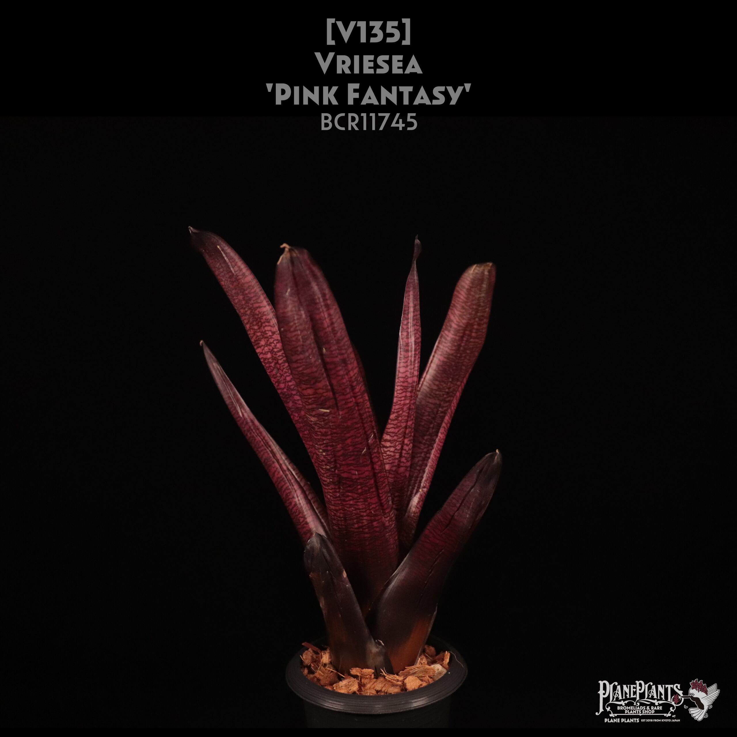 【送料無料】Vriesea 'Latvia'〔フリーセア〕現品発送V0117 reserved】Vriesea 'Pink Fantasy'〔フリーセア〕現品発送V135
