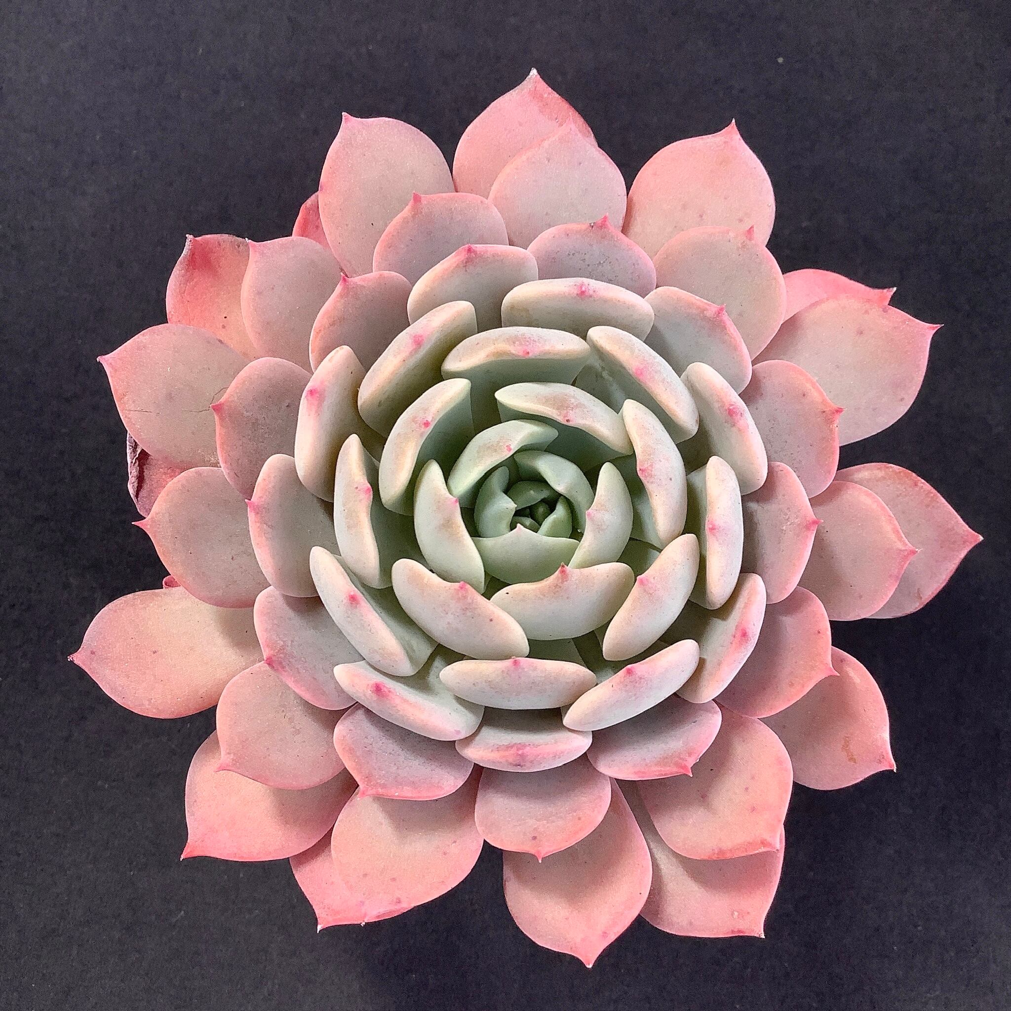 多肉植物24個 1010-D090 ピンククイーン エケベリア カット苗