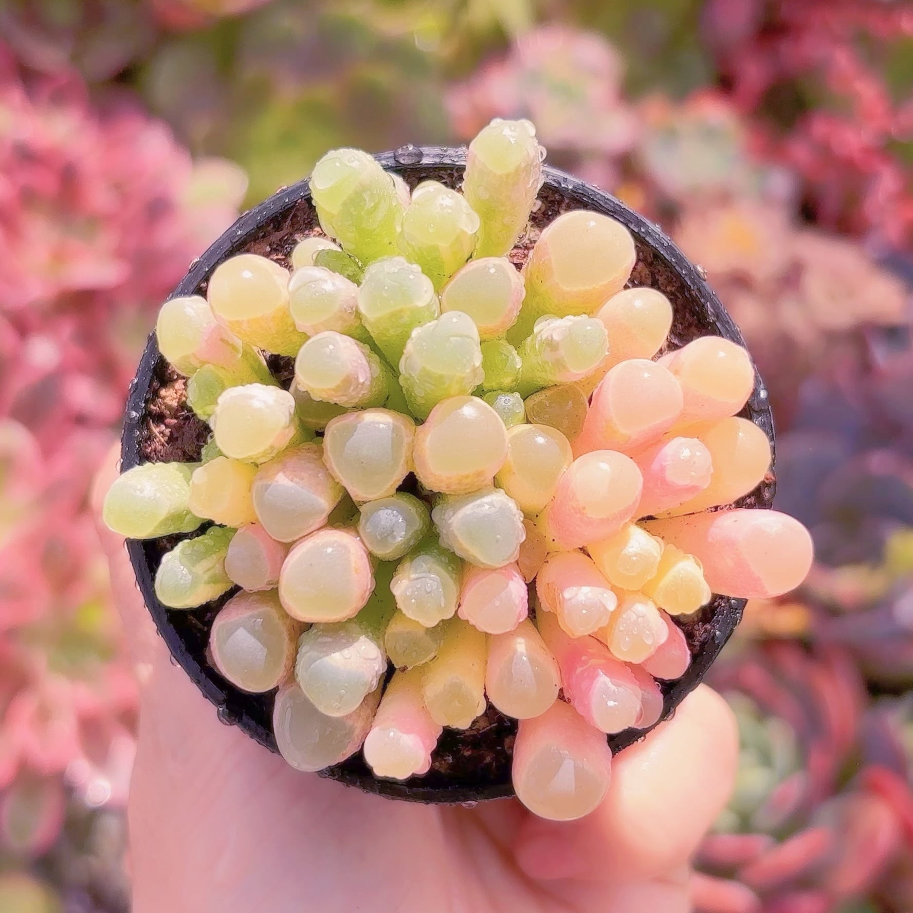 現品　五十鈴玉錦#931　大群生　美苗　希少　新入荷　るる農園