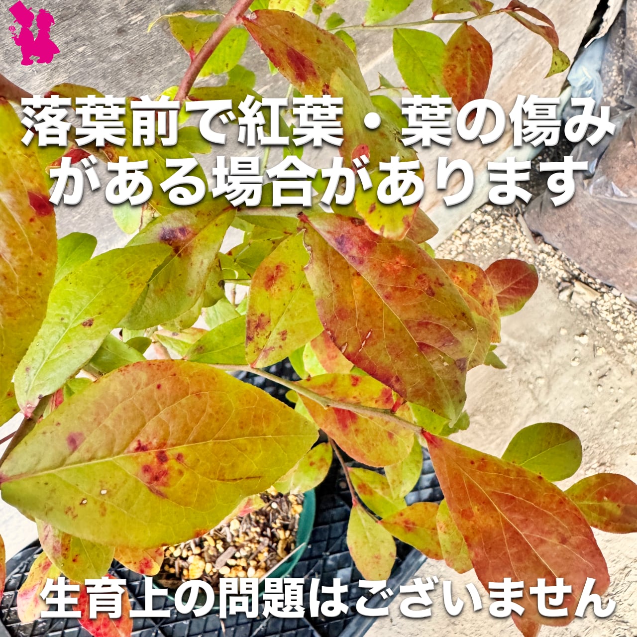 ブルーベリー】【2本セット】シャープブルー＆ミスティ | 園芸