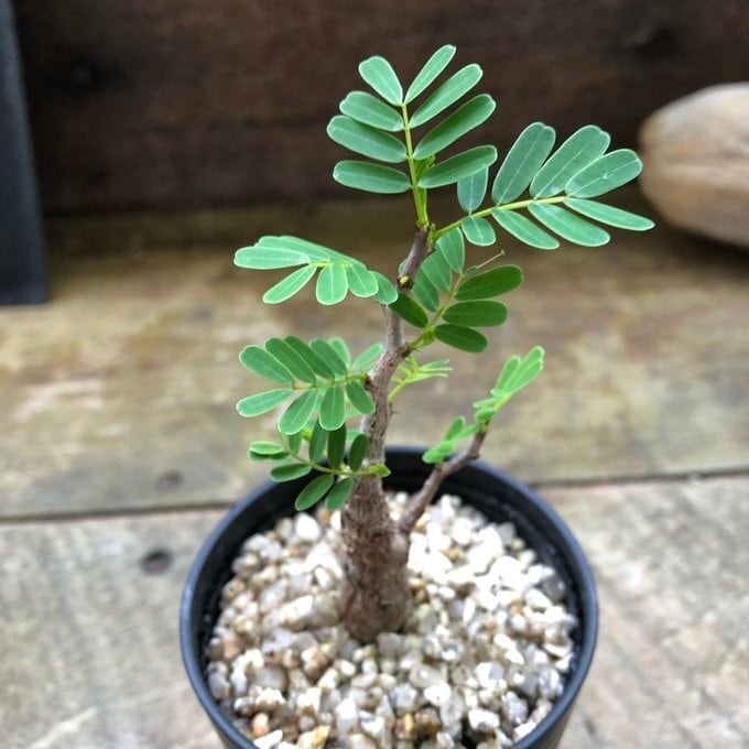 センナ メリディオナリス Senna meridionalis コーデックス 塊根植物