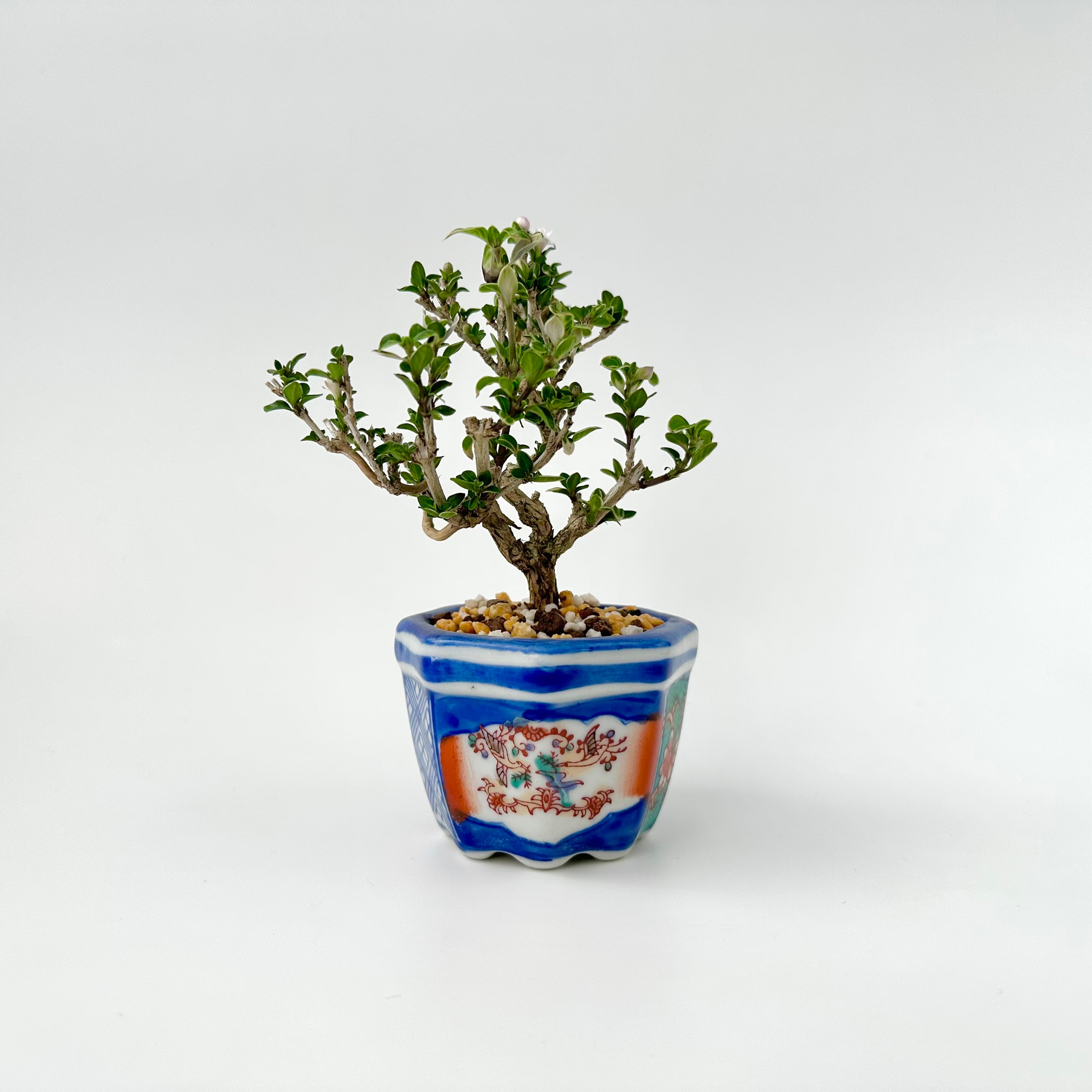 八房 白鳥 花盆栽 POTOCO 八房 白丁花 ハクチョウゲ 観葉植物 陶器鉢 盆栽
