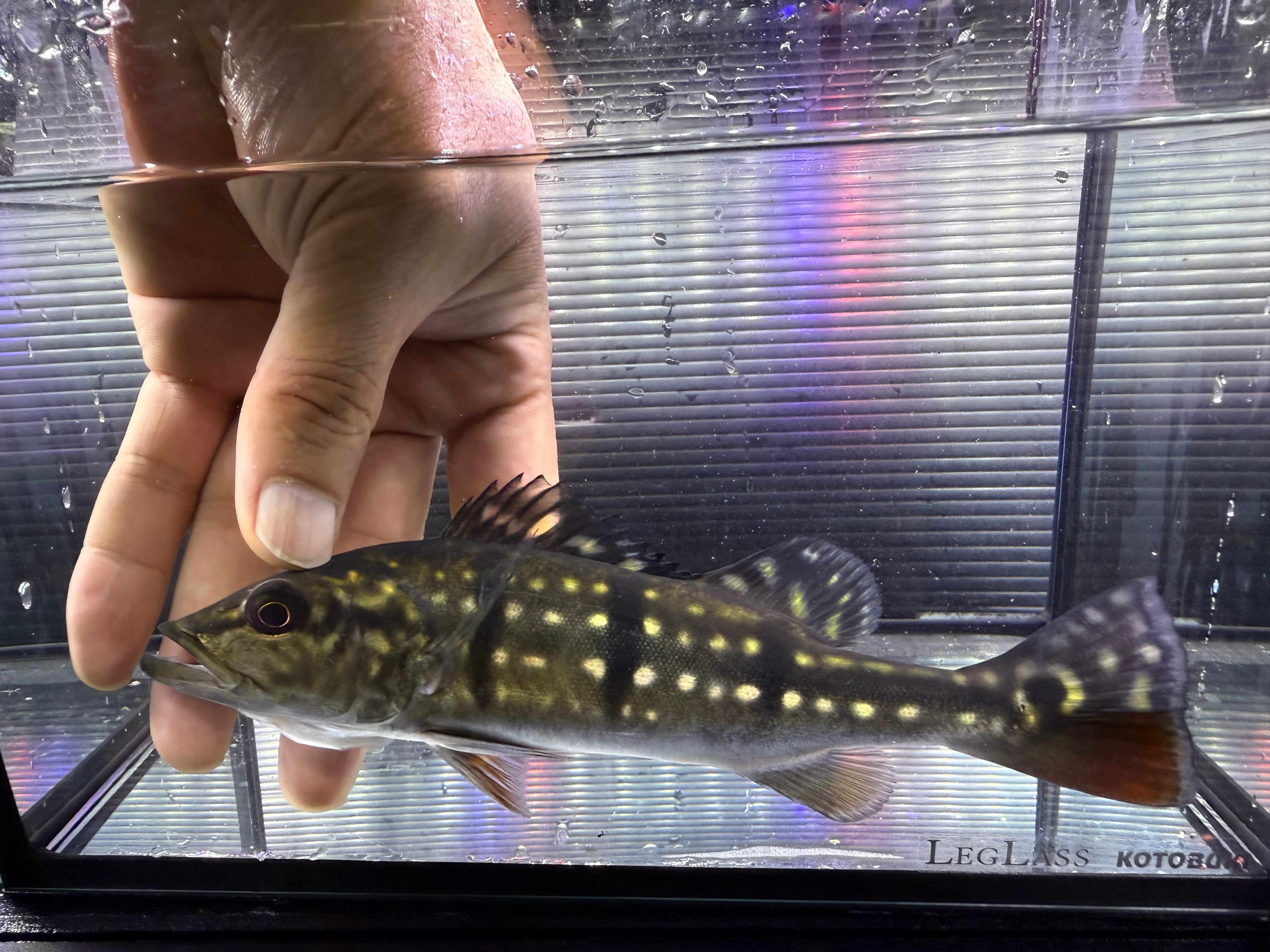 チランジア ハリシー × ベアコレアーレ ベアコレアーレ × ハリシー 01号 | air-plants TENGU-DO