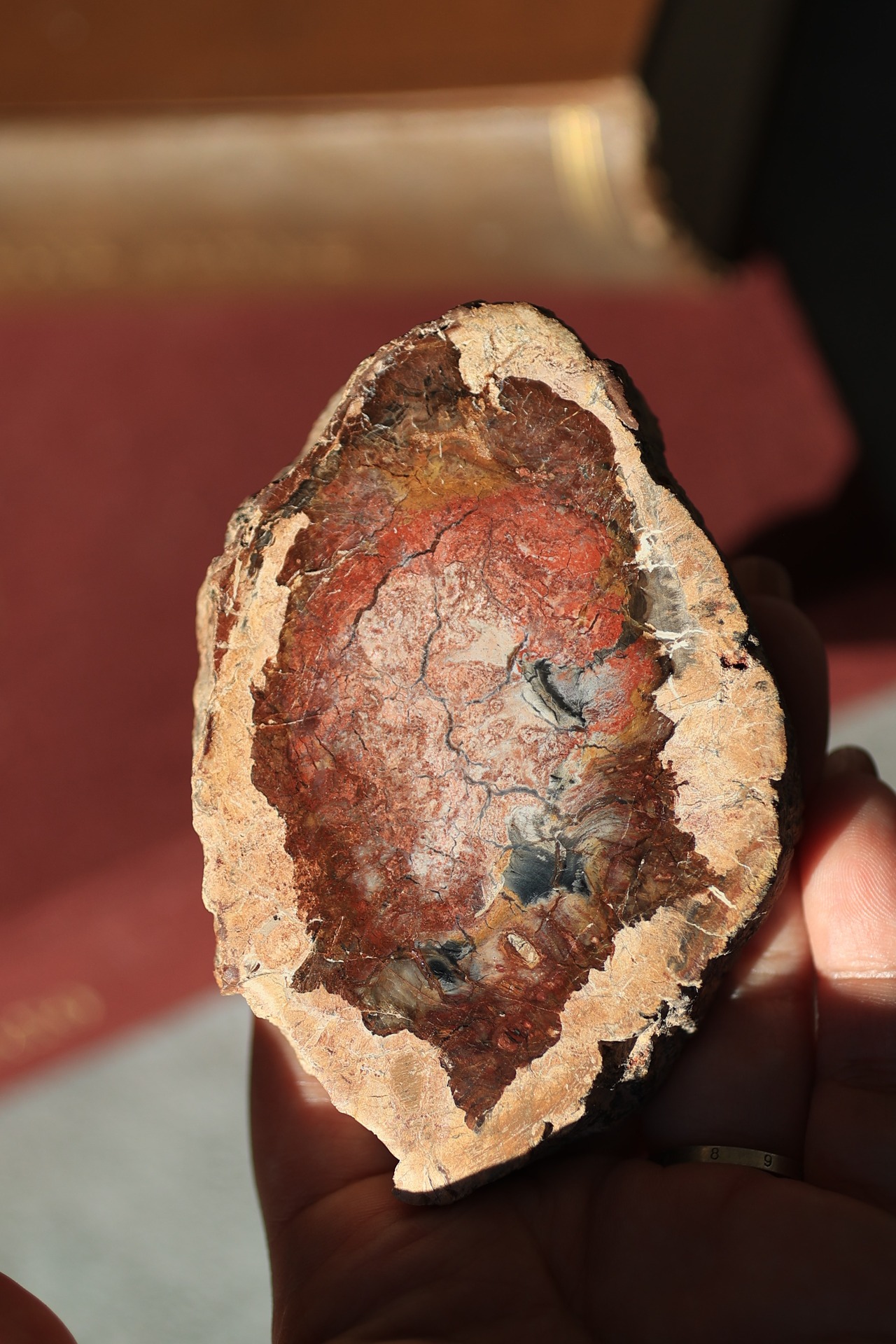 ペトリファイドウッド プレート |  Petrified Wood Plate ◇ 天然石・鉱物・パワーストーン | st00409