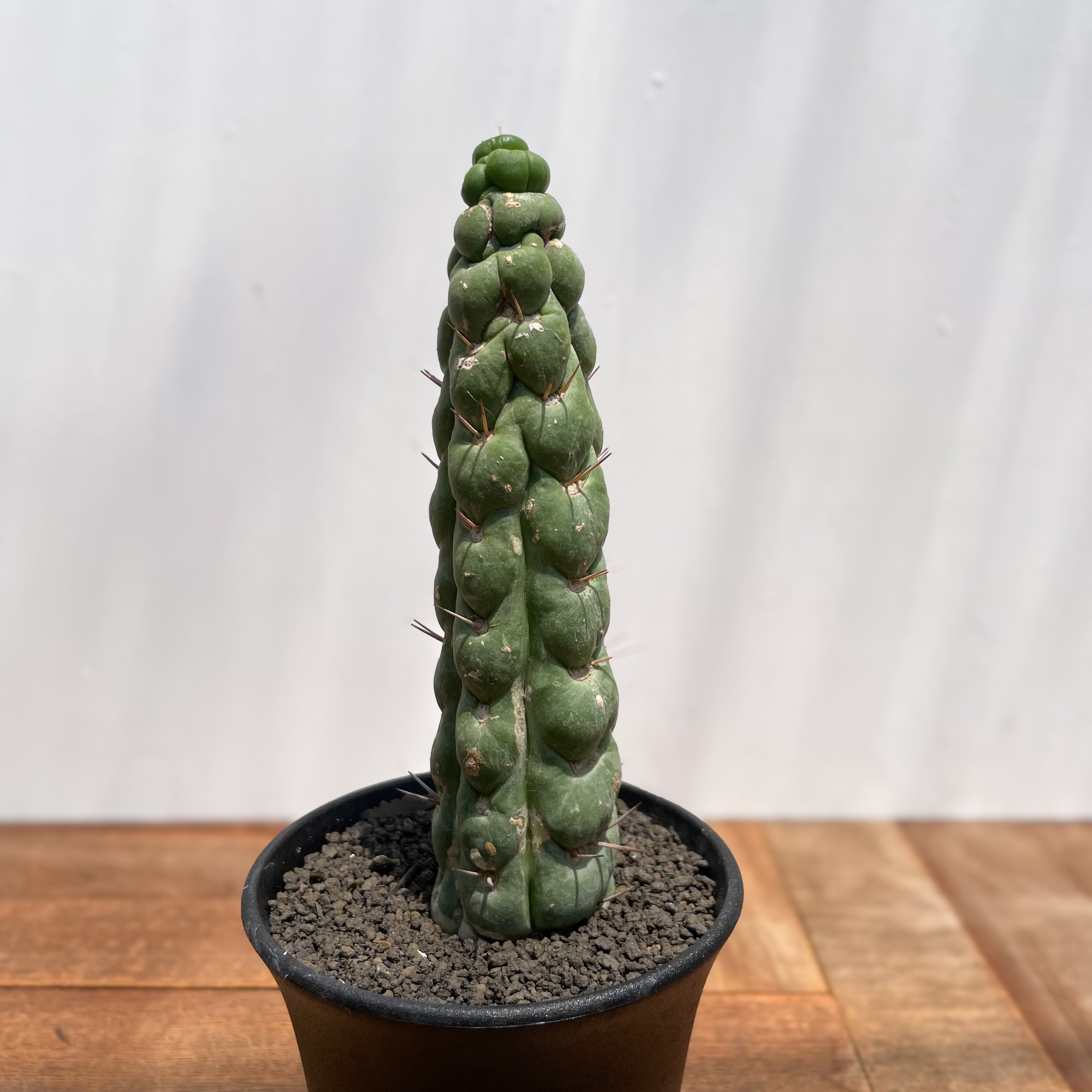 Eulychnia castanea f. spiralis 【ユーリキニア・カスタネア