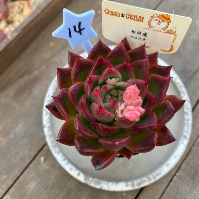 14..farmpalk交配種