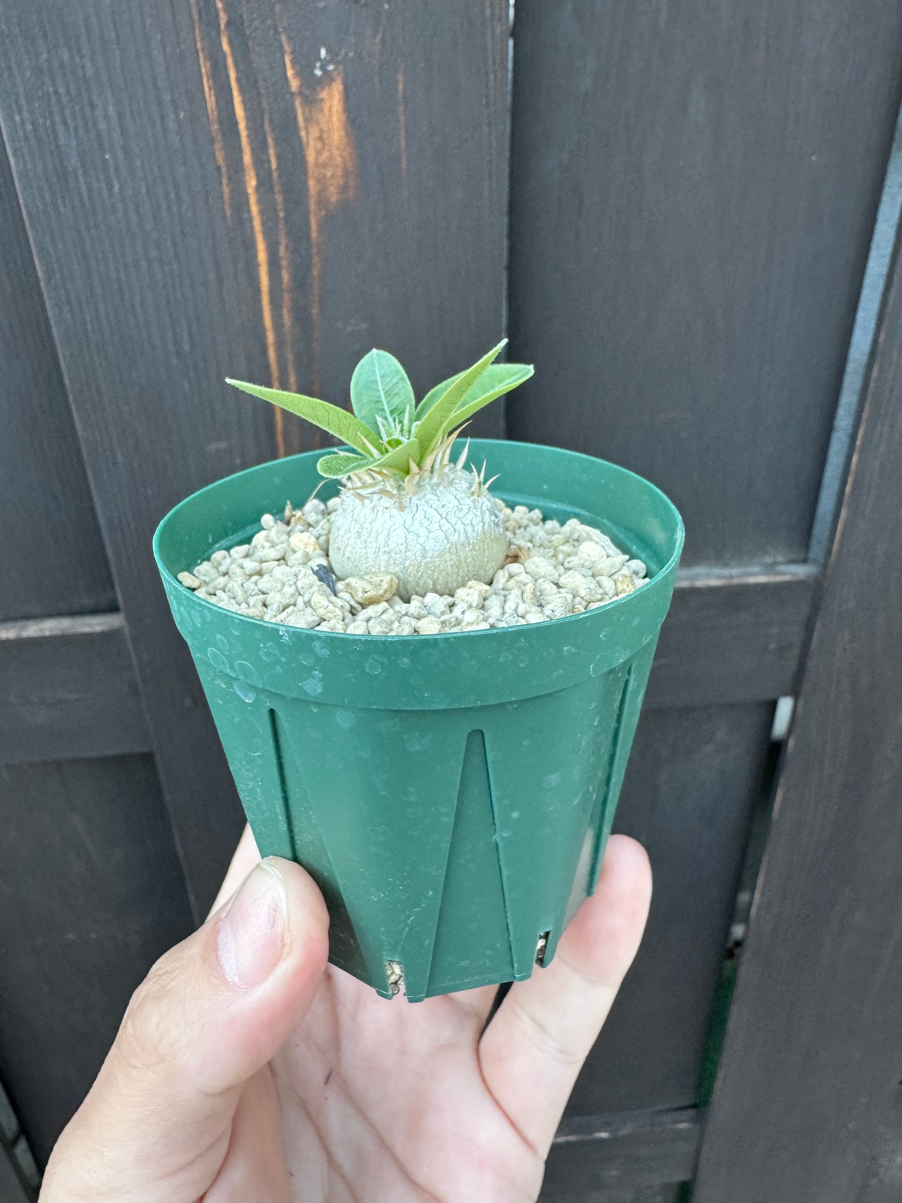 新着】Pachypodium Enigmaticum 1【選抜実生・まん丸】パキポディウム