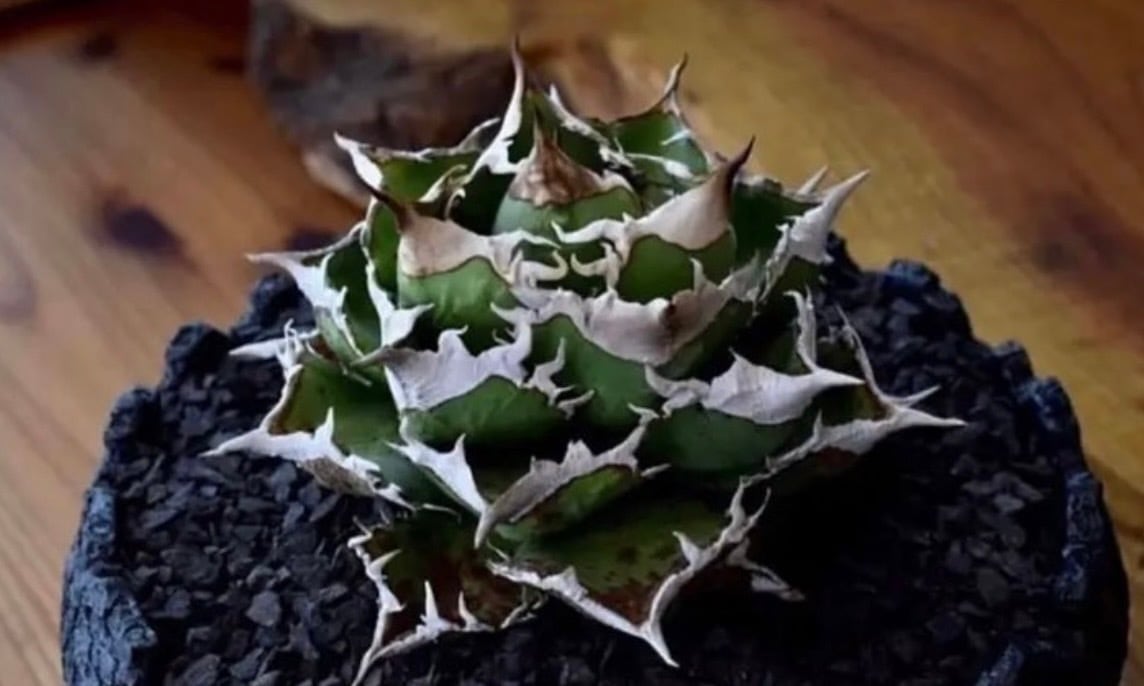 新着】Agave titanota 清桜【極上のOC苗】アガベ チタノタ '清櫻' from