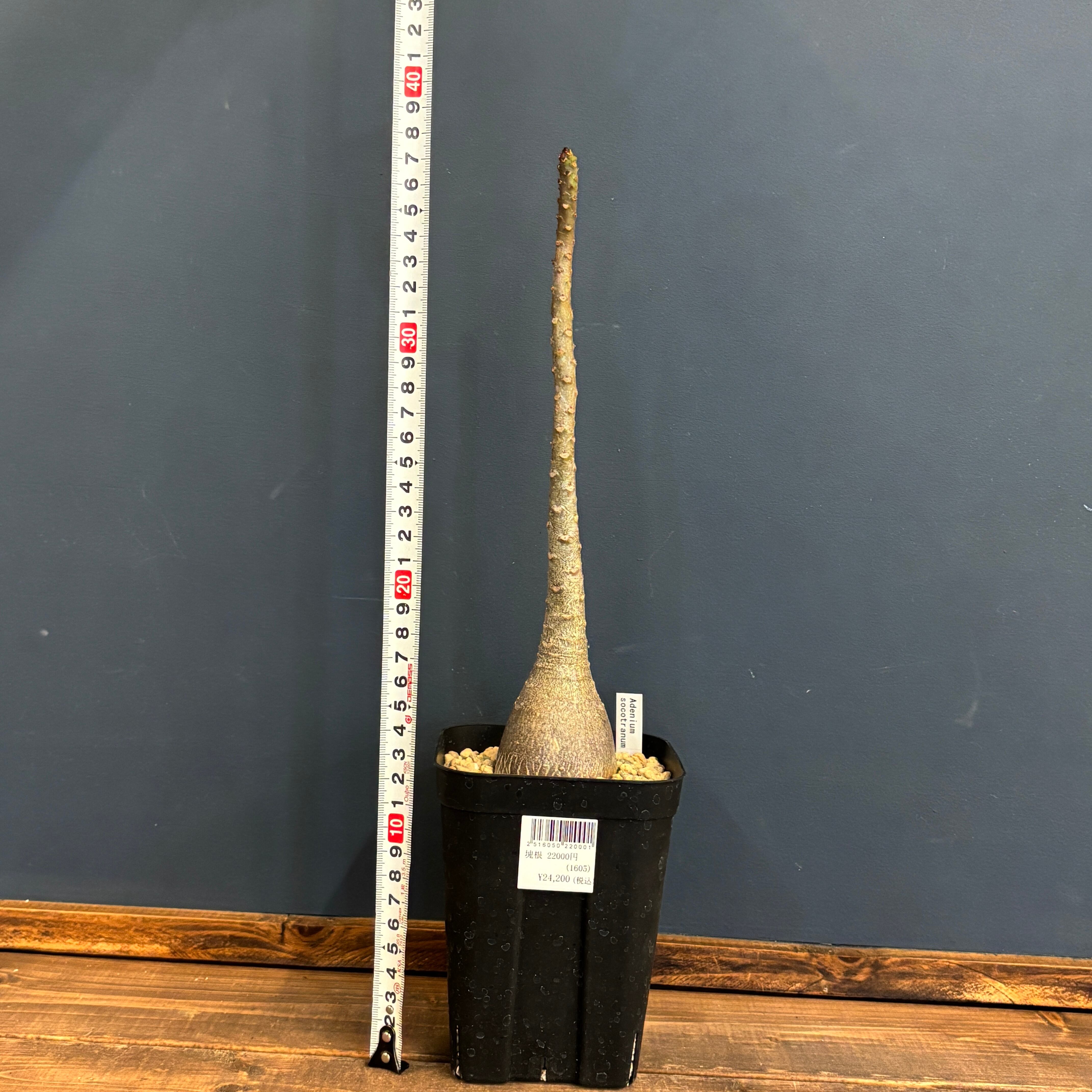 アデニウム ソコトラナム【151】 | PROTOLEAF プロトリーフ