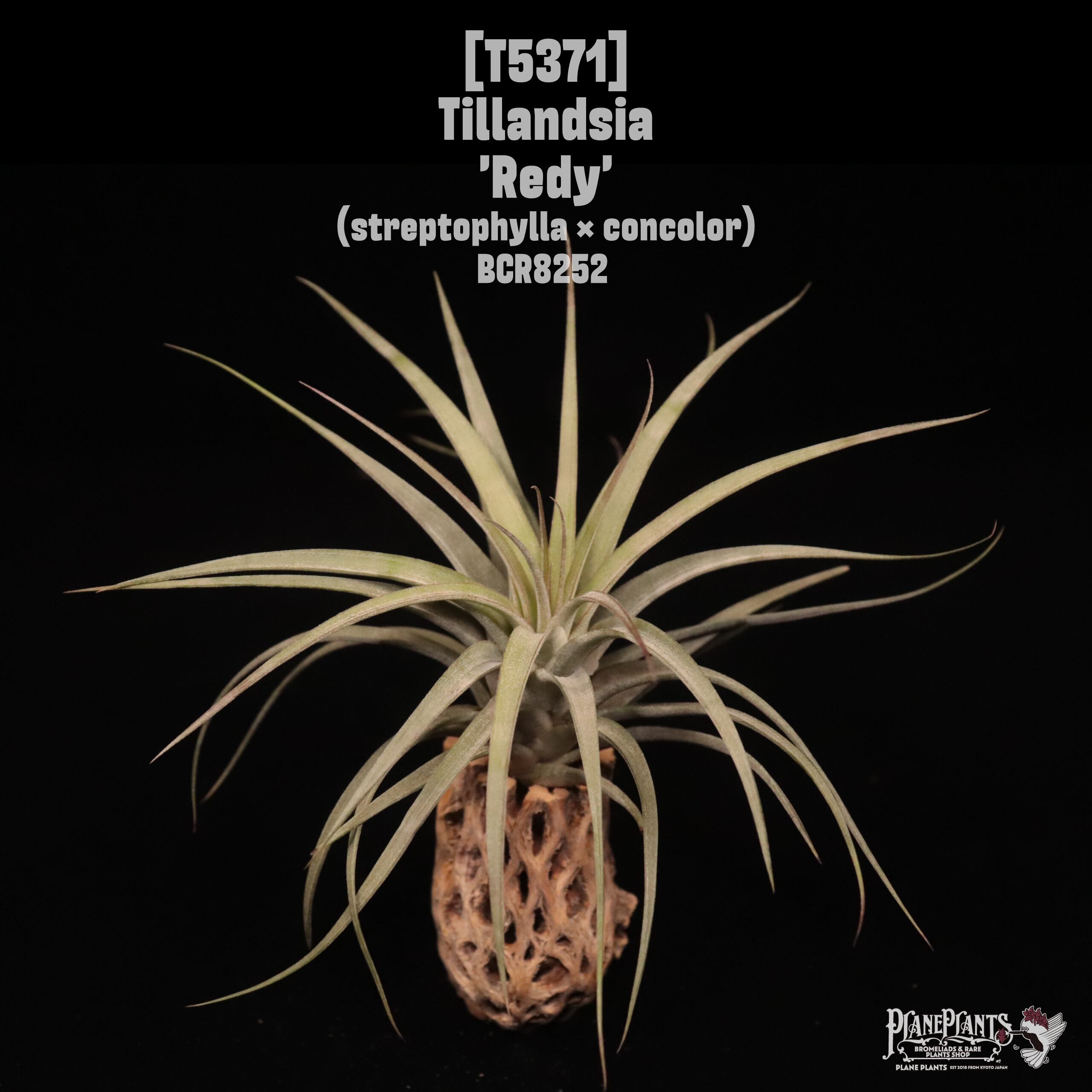 送料無料】'Redy'〔エアプランツ〕現品発送T5371 | plane plants