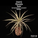 【送料無料】'Redy'〔エアプランツ〕現品発送T5371