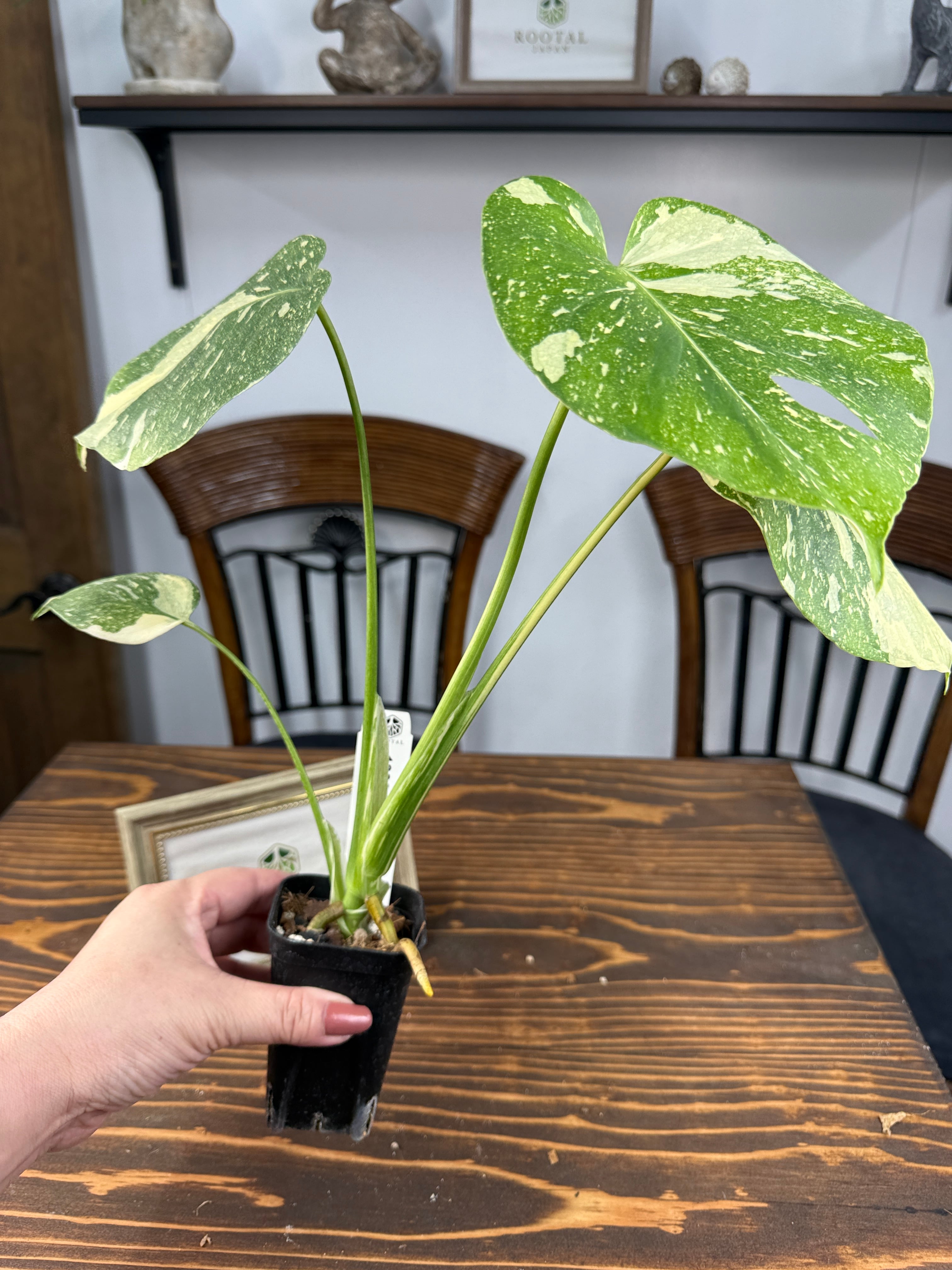 激レア‼️モンステラデリシオーサ‼️ピグスキン❣️ シロウト園芸セレクト【選抜株/2号サイズ】モンステラ・デリシオーサ