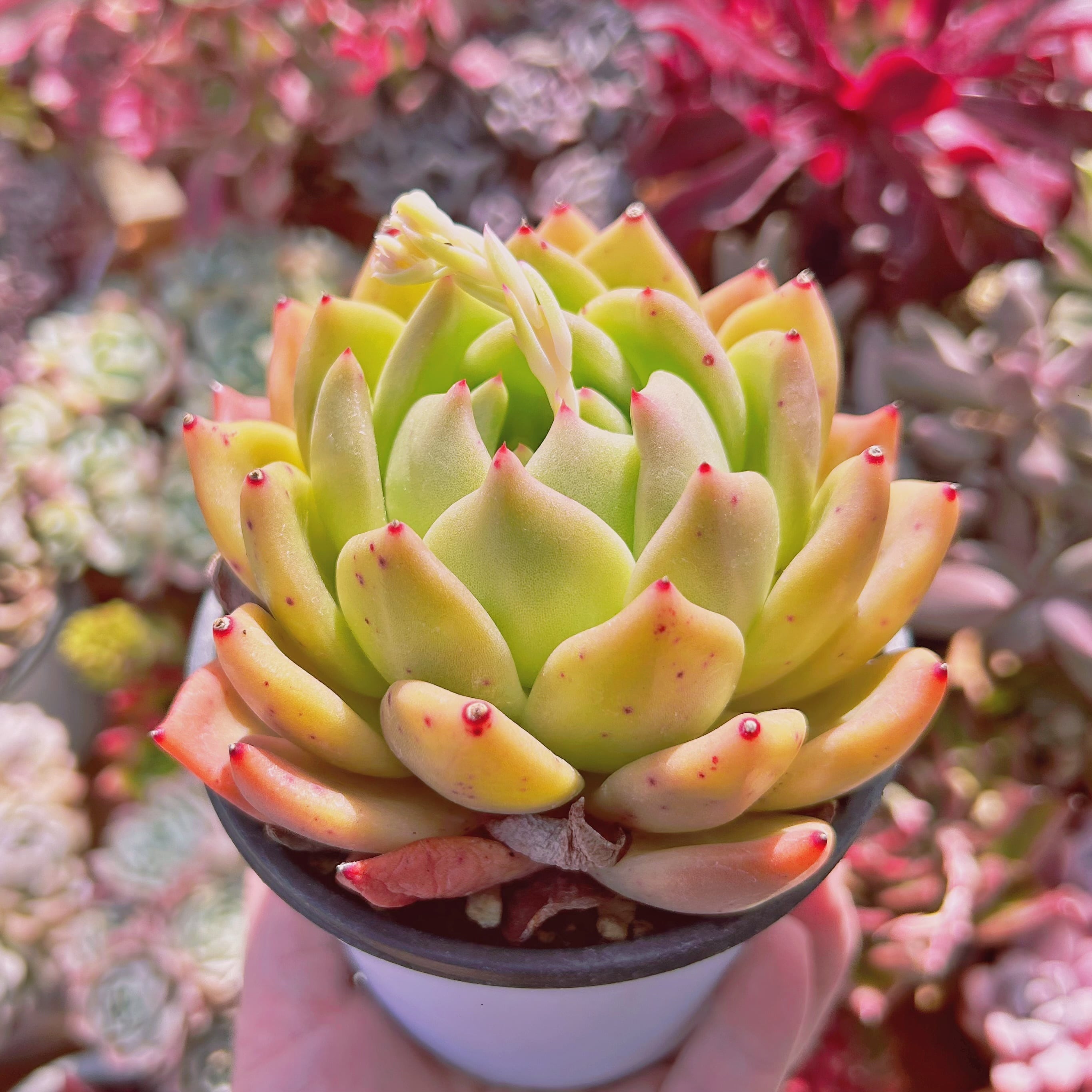 現物 多肉植物 シャネルモンロー 特大 抜き苗 | るる農園~多肉植物専門